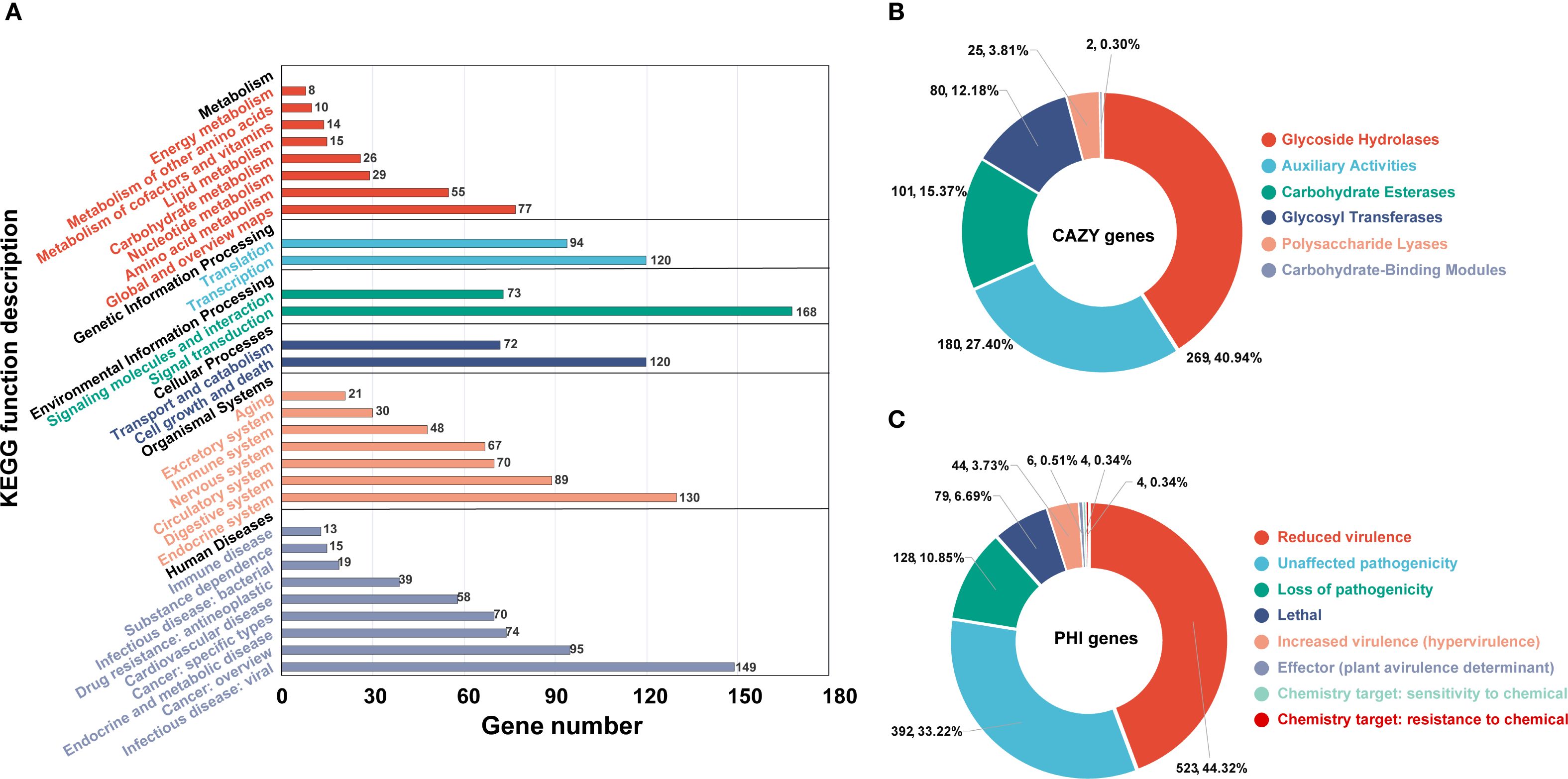 Chart A is a horizontal bar graph showing gene numbers across KEGG function descriptions, with metabolism and organismal systems having the highest counts. Chart B is a pie chart representing CAZy genes, with Glycoside Hydrolases comprising 40.94 percent. Chart C is a pie chart for PHI genes, with Reduced virulence at 44.32 percent.