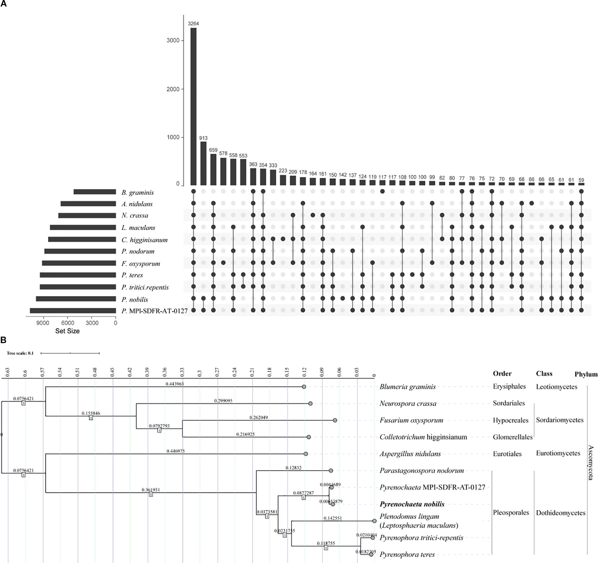 Chart A is an upset plot showing intersection sizes of gene sets across different fungal species, highlighted by bars and linked dots. Chart B is a phylogenetic tree illustrating evolutionary relationships among various fungi, with branch lengths representing genetic distances and species names listed alongside taxonomic classifications.