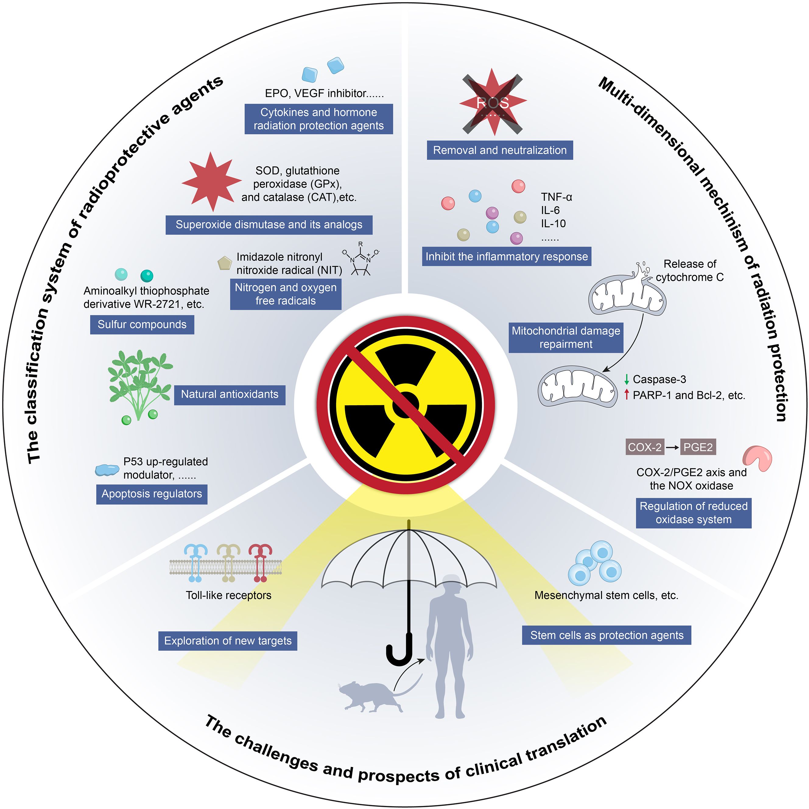 Diagram illustrating the classification of radioprotective agents and mechanisms of radiation protection. Sections include cytokines, antioxidants, sulfur compounds, inflammatory response inhibitors, and mitochondrial repair. Central icon features a radiation symbol with a prohibition sign, indicating protection against radiation, and a human figure with an umbrella.