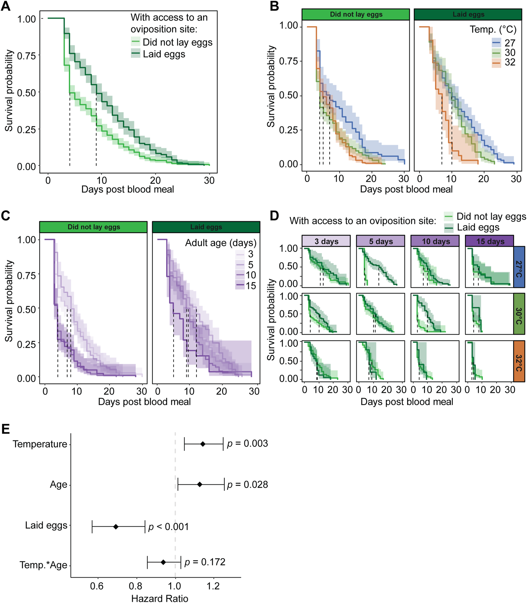 Grouped line and bar graphs showing the effects of egg-laying, temperature, and age on mosquito survival probability post blood meal. Panel A shows survival based on egg-laying access. Panel B compares temperatures of twenty-seven, thirty, and thirty-two degrees Celsius with egg-laying status. Panel C illustrates survival probability across adult ages three, five, ten, and fifteen days. Panel D details survival by days post blood meal, age, and temperature. Panel E displays a hazard ratio bar chart with significant p-values for temperature, age, and egg-laying status.