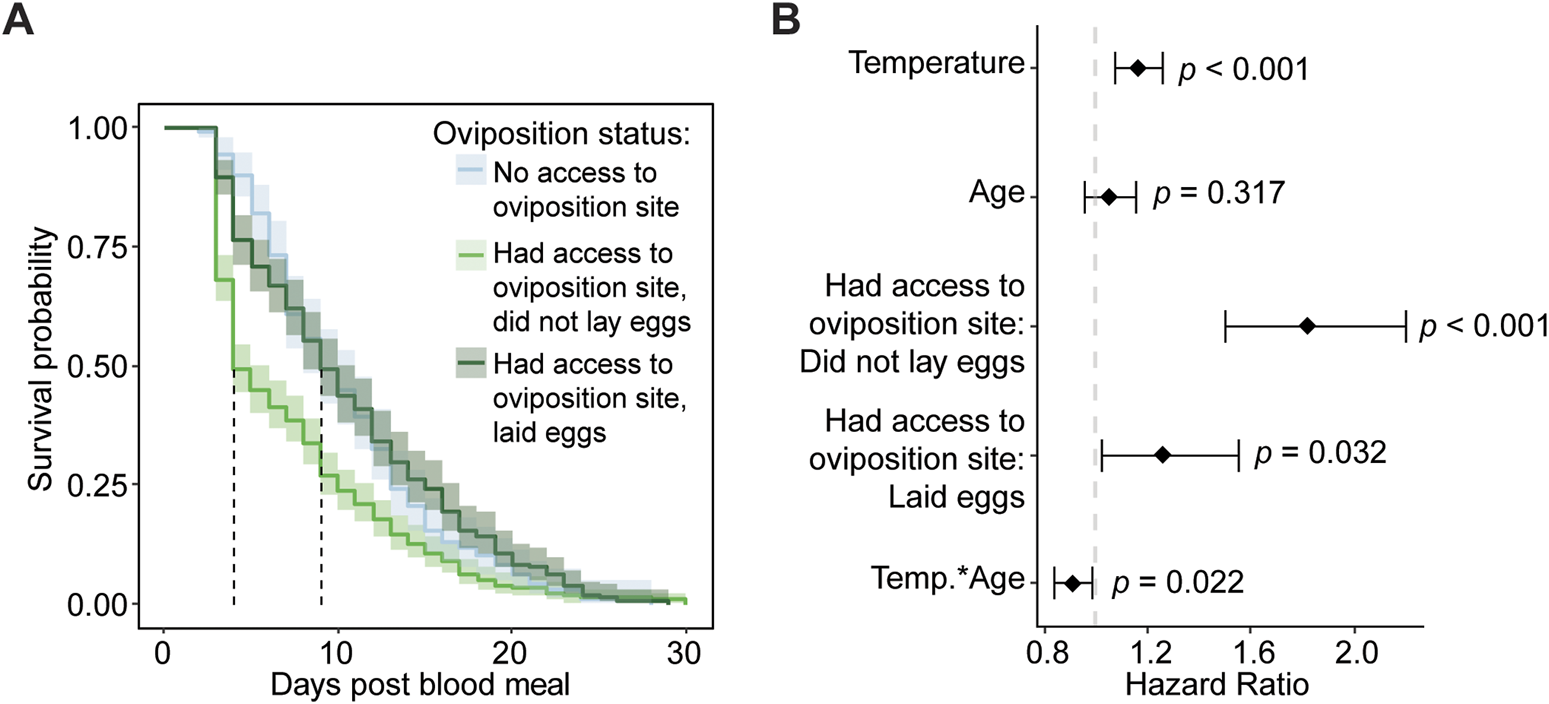 Panel A is a line graph displaying survival probability over 30 days post-blood meal for different oviposition statuses: no access, access without laying eggs, and access with egg-laying. Panel B is a hazard ratio plot indicating significant effects of temperature and oviposition status on survival, with noted p-values for temperature (p < 0.001), access without laying eggs (p < 0.001), egg-laying status (p = 0.032), and interaction between temperature and age (p = 0.022).