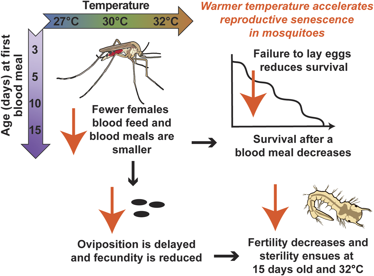 Diagram illustrating how warmer temperatures accelerate reproductive senescence in mosquitoes. Temperature range from 27°C to 32°C is shown. Higher temperatures lead to fewer and smaller blood meals by females, delaying oviposition and reducing fecundity. A chart indicates reduced survival after blood meals. Fertility decreases and sterility occurs at 15 days old and 32°C.