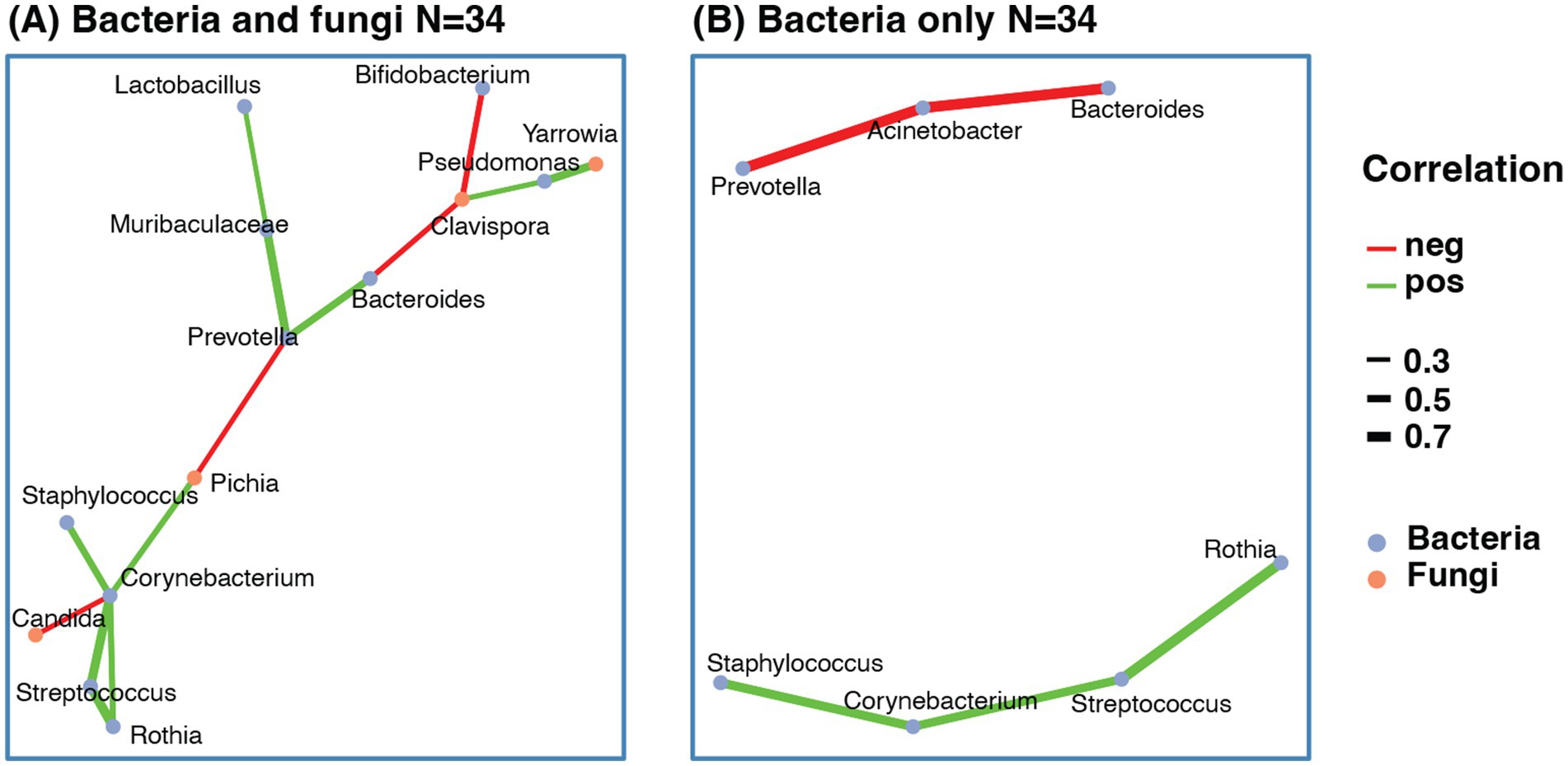 Network diagrams compare correlations among bacteria and fungi. Panel A shows interactions between bacteria and fungi, with red lines for negative correlations and green lines for positive. Bacteria are marked in blue, fungi in orange. Panel B depicts bacteria-only correlations. Line thickness indicates correlation strength: thin for 0.3, medium for 0.5, and thick for 0.7.