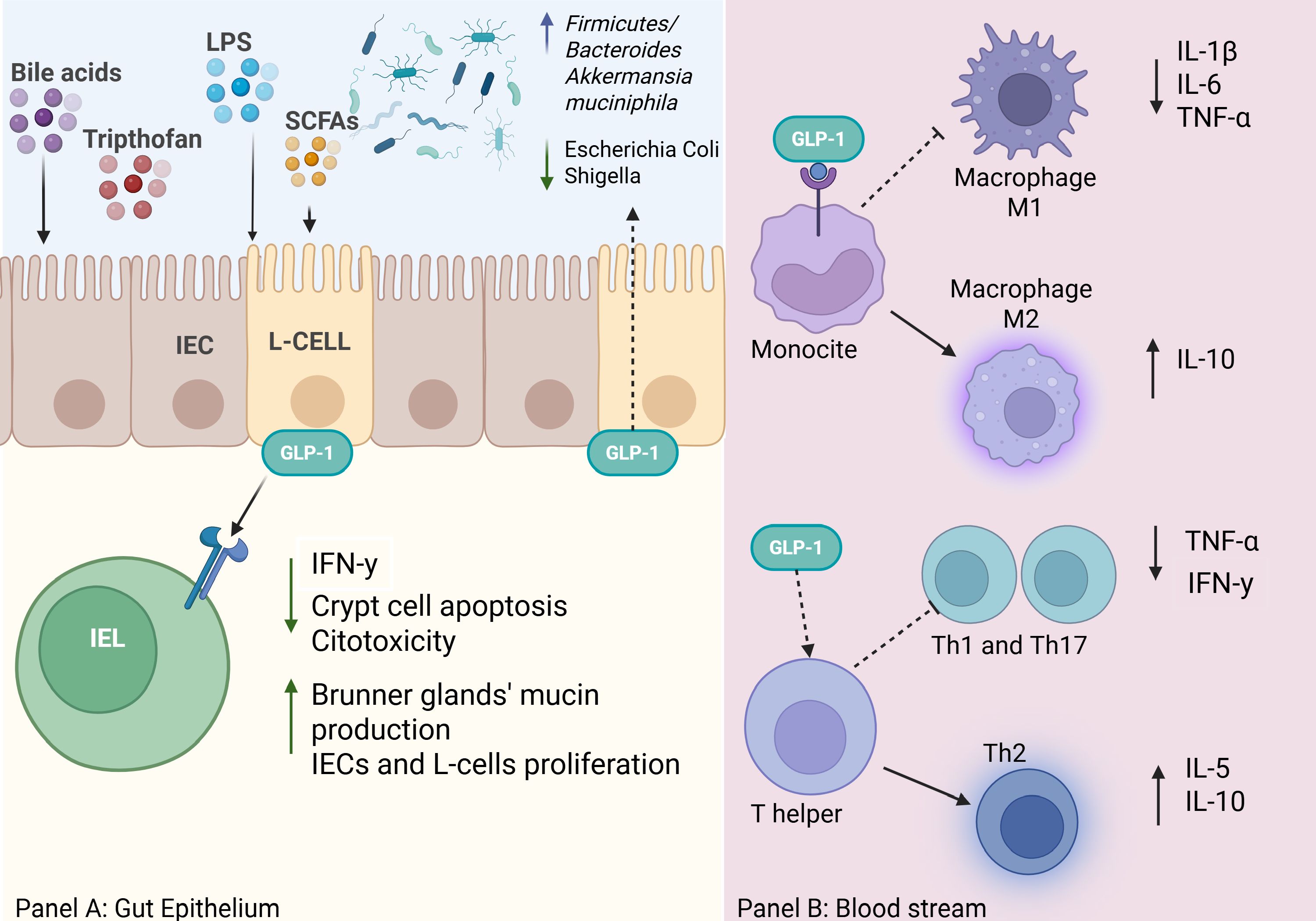 Diagram showing the interaction of gut epithelium and blood cells. Panel A: Bile acids, tryptophan, LPS, SCFAs, and bacteria affect L-cells in the gut, producing GLP-1. This influences IEL, reducing IFN-γ and increasing mucin production and cell proliferation. Panel B: In the bloodstream, GLP-1 affects monocytes, macrophages, and T helper cells. Macrophage M1 produces IL-1β, IL-6, TNF-α; M2 produces IL-10. T helper Th1 and Th17 reduce TNF-α, IFN-γ, while Th2 increases IL-5, IL-10.