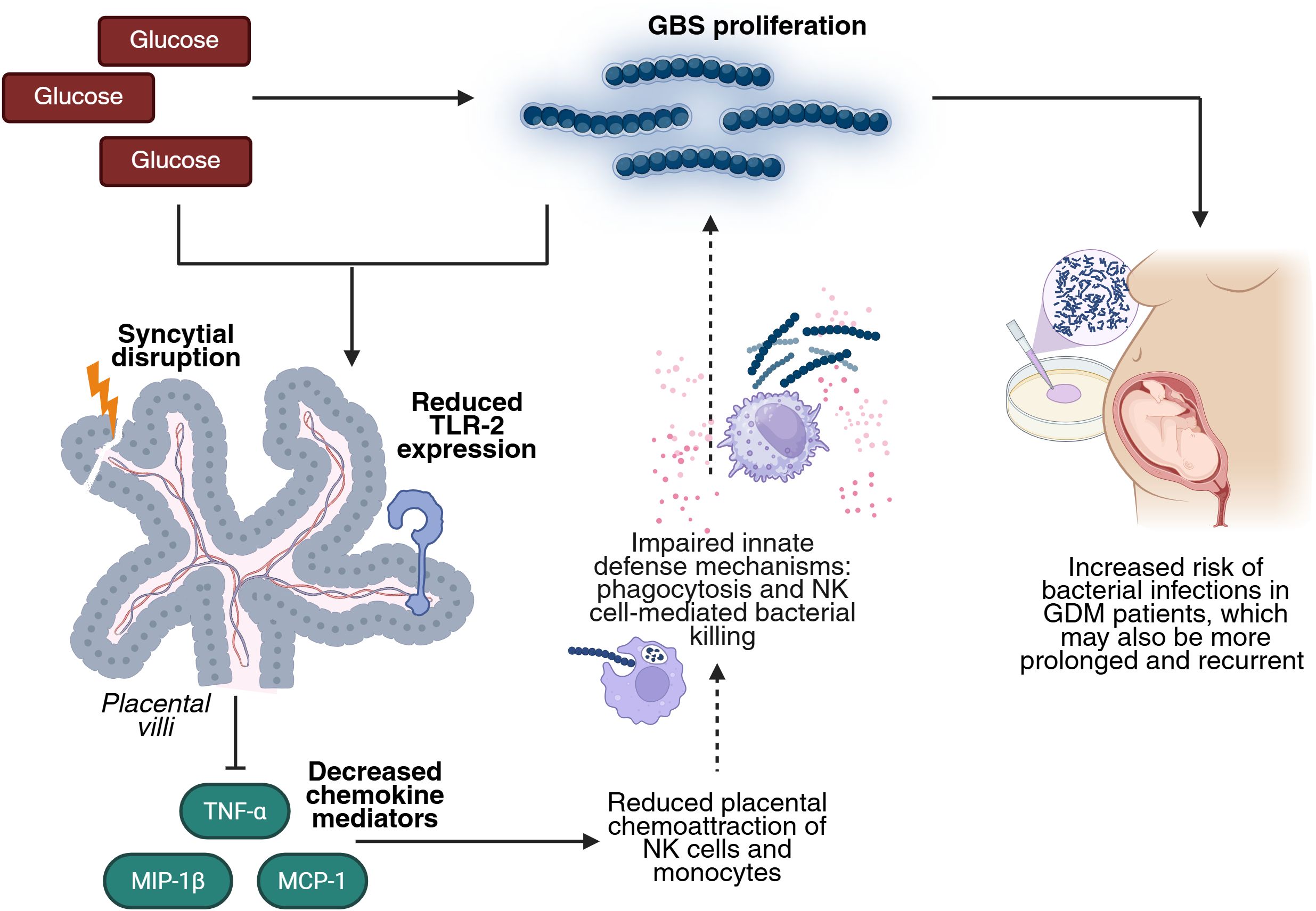 Infographic depicting the process where increased glucose leadsto Group B Streptococcus (GBS) proliferation. This causes syncytial disruption and reduced TLR-2 expression in placental villi, decreasing chemokine mediators like TNF-alpha,MIP-1 beta, and MCP-1. This results in impaired innate defense mechanisms, reducing placental NK cell and monocyte chemoattraction and increasing infection risk in gestationaldiabetes mellitus (GDM) patients.