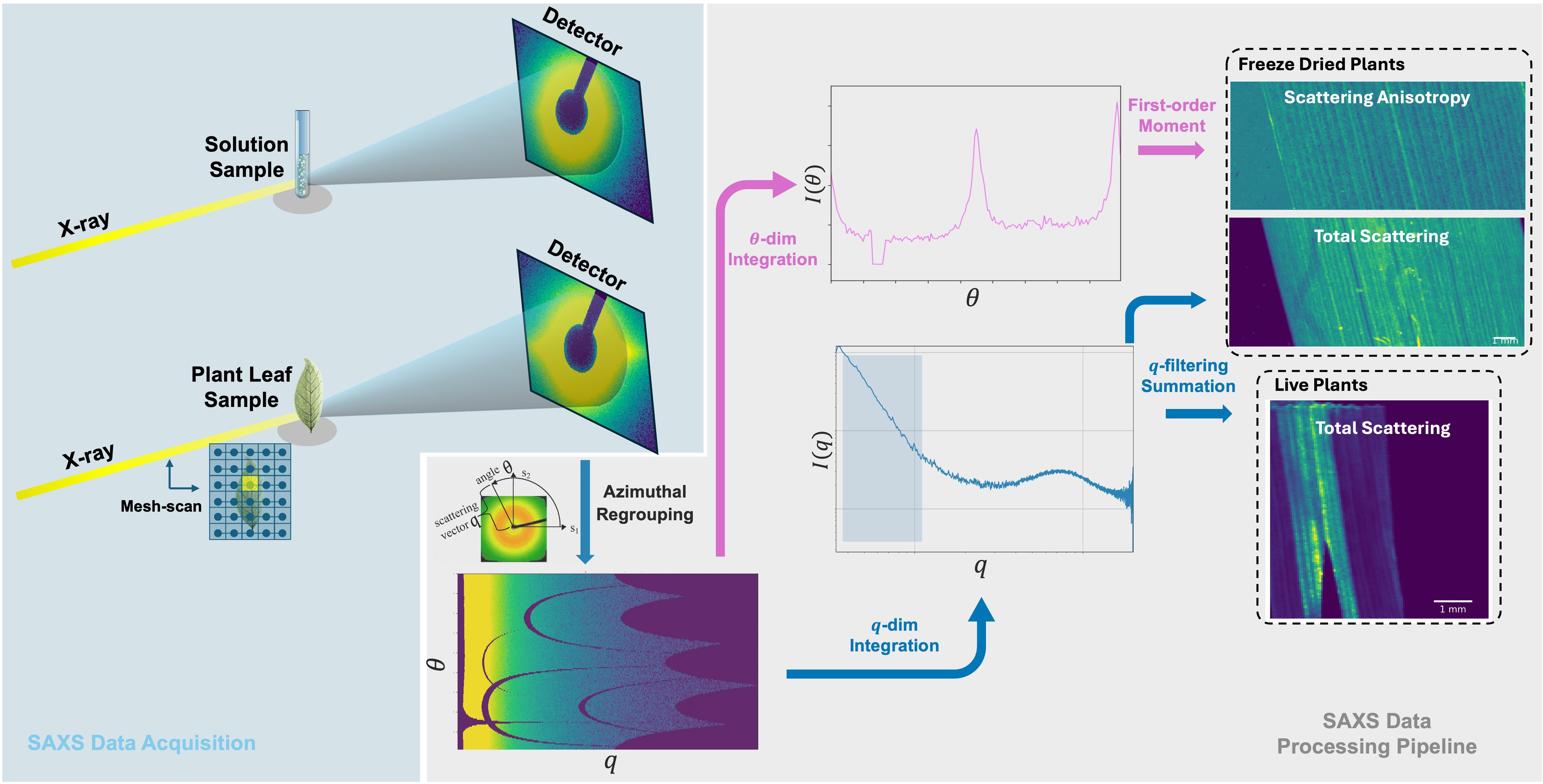 Diagram illustrating the SAXS data acquisition and processing pipeline. X-ray beams are directed at a solution and a plant leaf sample, with detectors capturing scattering patterns. The plant leaf undergoes mesh-scan and azimuthal regrouping to produce a scattering vector image. Data processing involves \(\theta\)-dimensional and \(q\)-dimensional integration, generating graphs of intensity as a function of \(\theta\) and \(q\). Results for freeze-dried and live plants highlight scattering anisotropy and total scattering, with labeled images showing detailed scattering patterns.