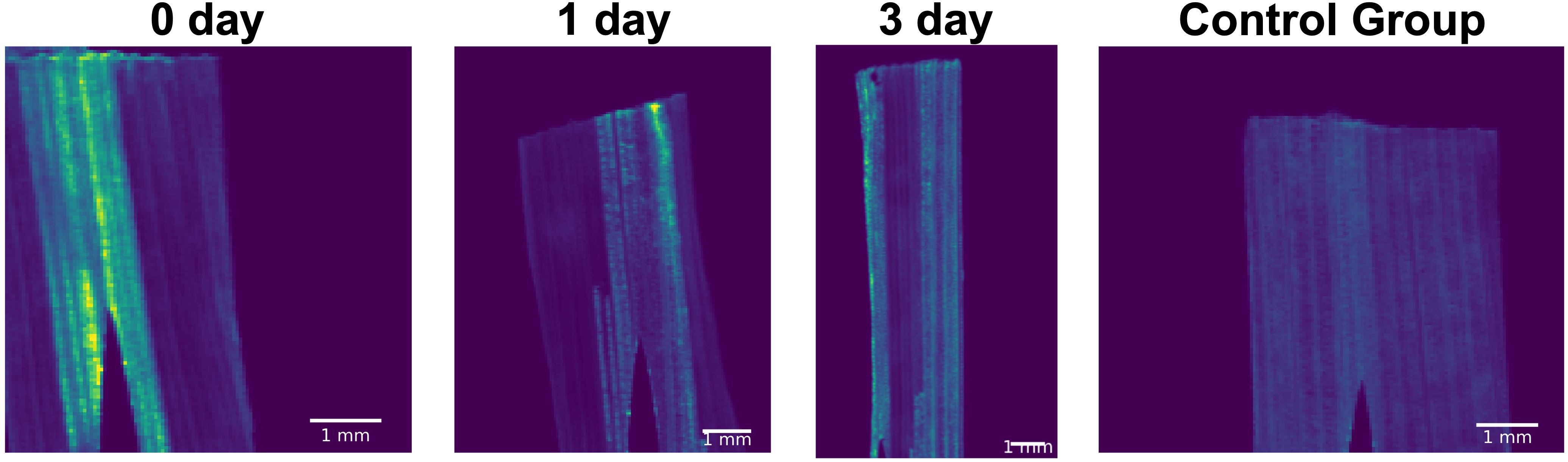 Composite image showing microscope images of samples at different time points: “0 day,” “1 day,” “3 days,” and “Control Group.” Varying fluorescence intensity is observed, with scale bars indicating one millimeter.