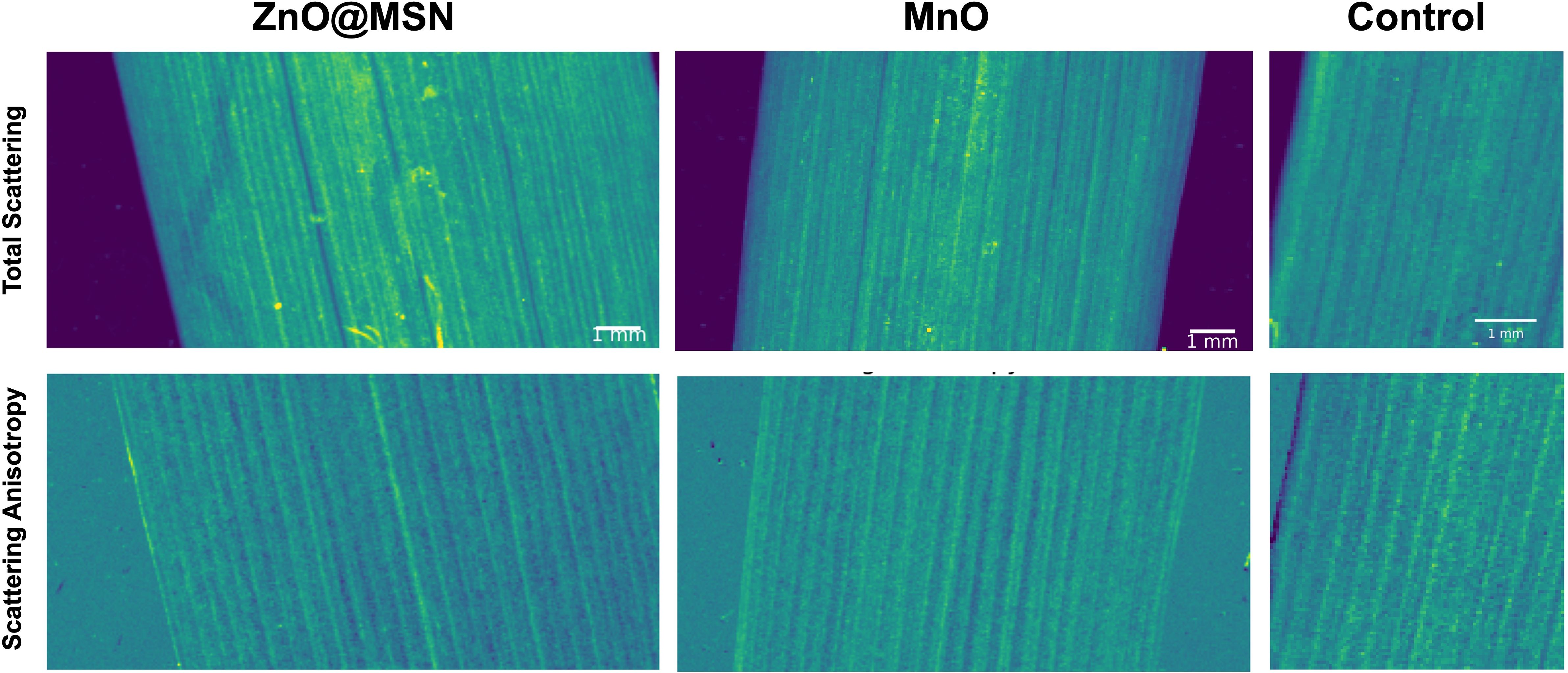 Microscopic images comparing ZnO@MSN, MnO, and Control samples. The top row shows total scattering, while the bottom row displays scattering anisotropy for each sample. Each image has a scale bar indicating 1 millimeter. The images reveal varying levels of scattering and anisotropy between the samples.