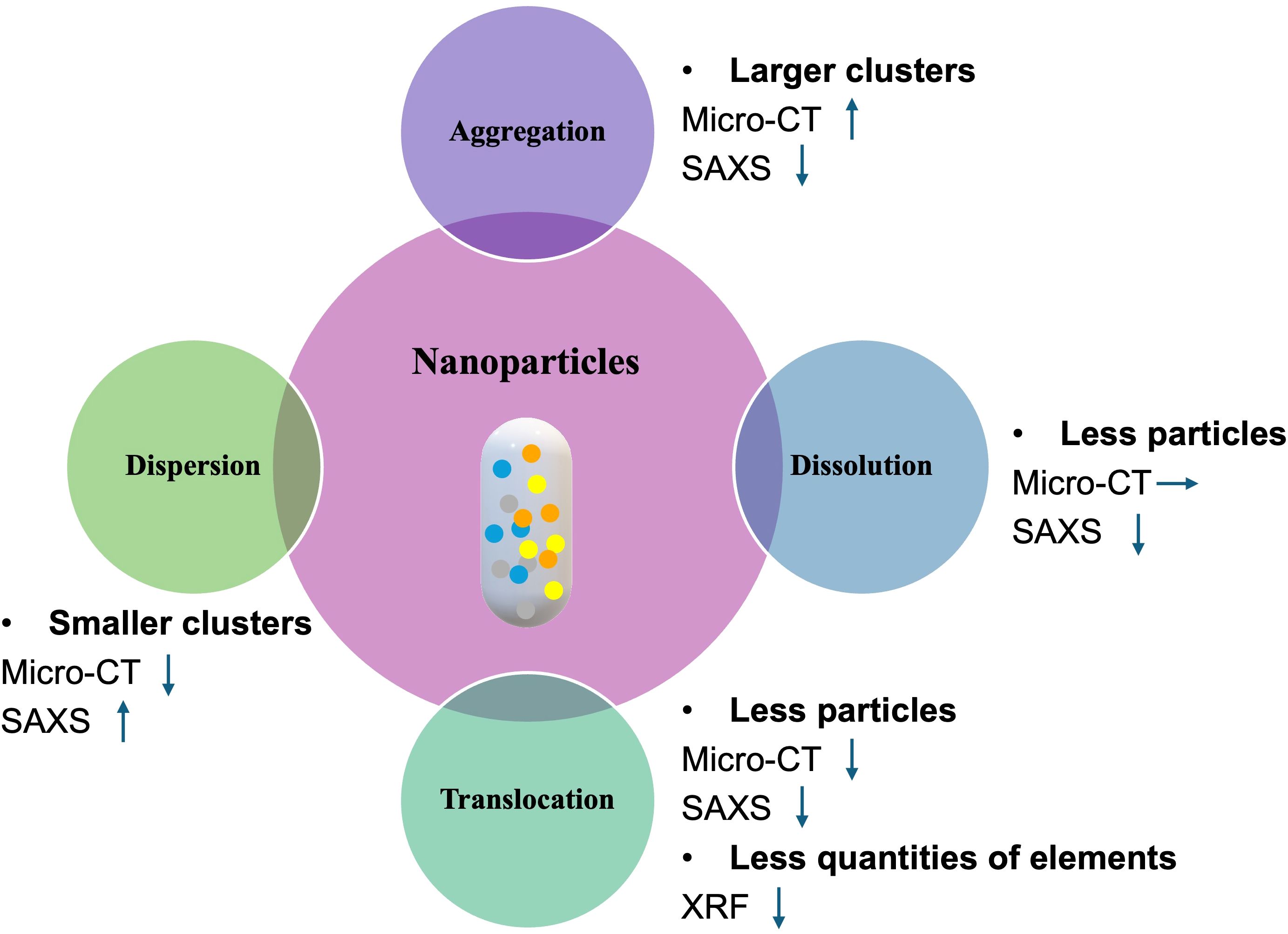 Diagram showing the pathways of nanoparticles, highlighting four processes: Aggregation, Dispersion, Dissolution, and Translocation. Each process affects cluster sizes and particle quantity, using techniques like Micro-CT, SAXS, and XRF, with arrows indicating increase or decrease.