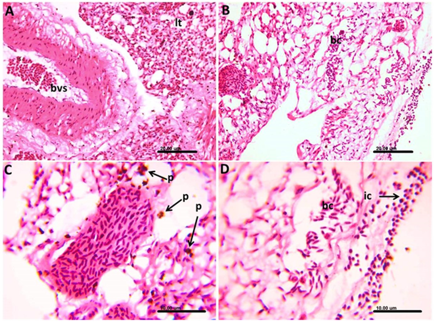 Histological images showing different tissue structures. Panel A displays a blood vessel structure labeled