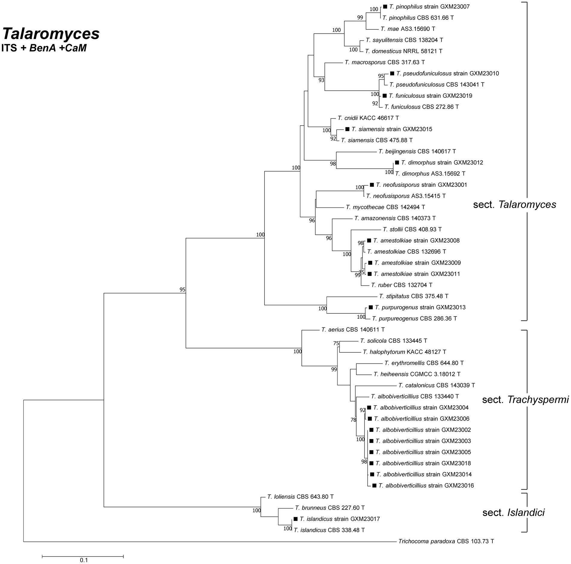 Phylogenetic tree diagram showing relationships among different Talaromyces species. It is based on ITS, BenA, and CaM data. The tree is divided into sections: Talaromyces, Trachyspermi, and Islandici, with branch support values indicated.