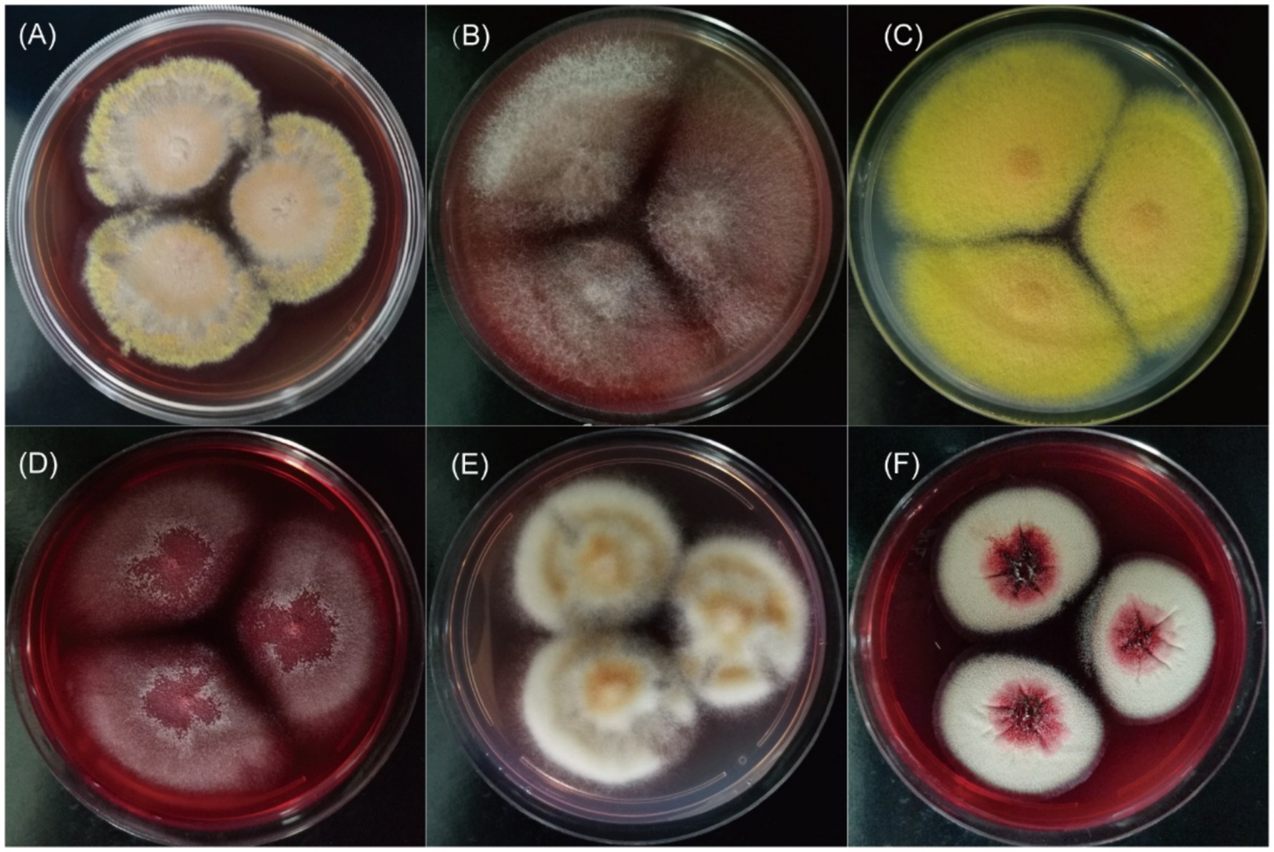 Six petri dishes displaying different fungus cultures are labeled A to F. A shows three round, multicolored colonies with yellow edges. B features reddish-brown, fuzzy colonies merging in the center. C displays three bright yellow colonies. D shows red colonies with a darker center. E has light, fluffy colonies with orange centers. F displays white colonies with a red center resembling a flower pattern. Each dish highlights distinct fungal growth characteristics.