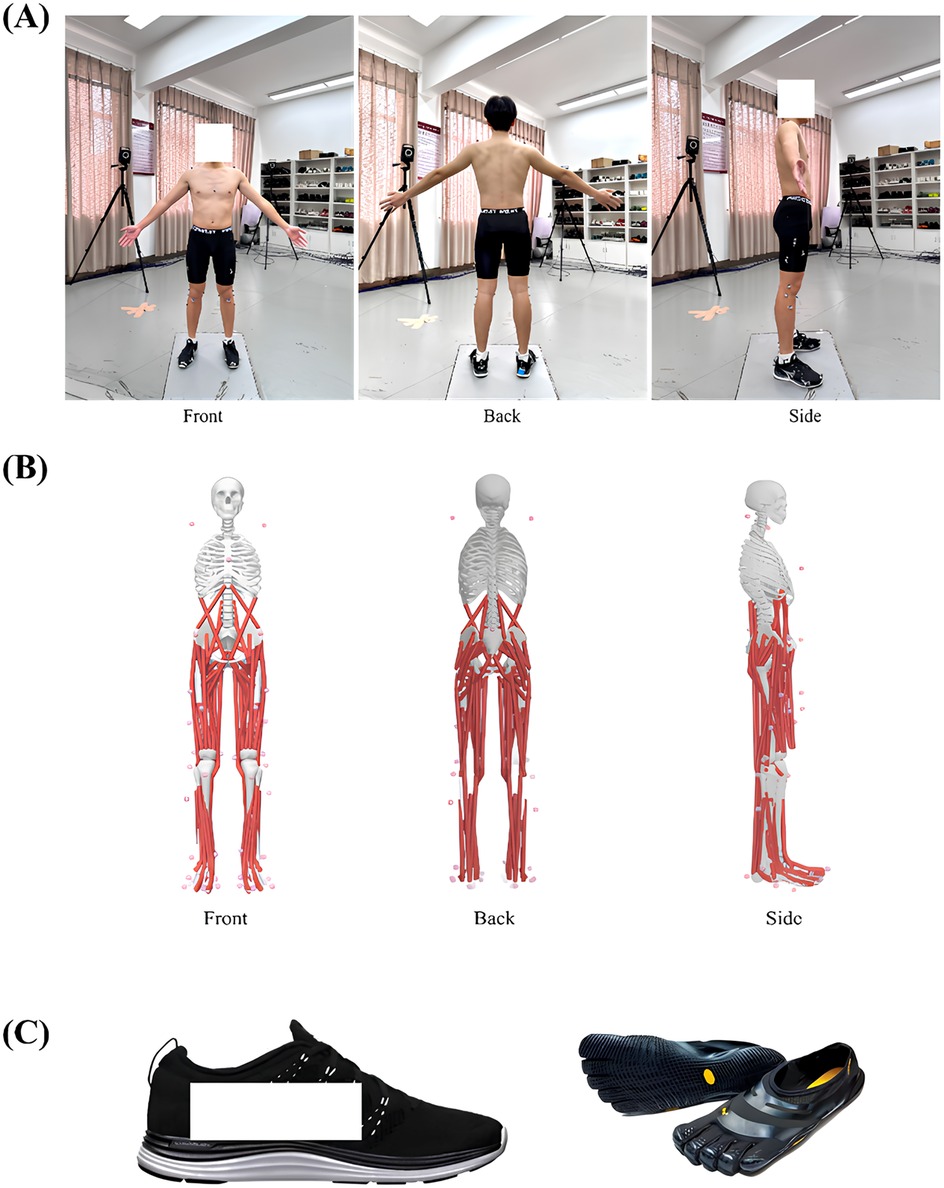 (A) Positioning of the 38 reflective maker points on the participant's body in three directions: frontal, dorsal, and lateral. (B) Positioning of the 38 reflective maker points on the 3D model of bones and muscles in three directions: front, back and side. (C) Traditional shoes (left) and minimalist shoes (right) used in the experiment.