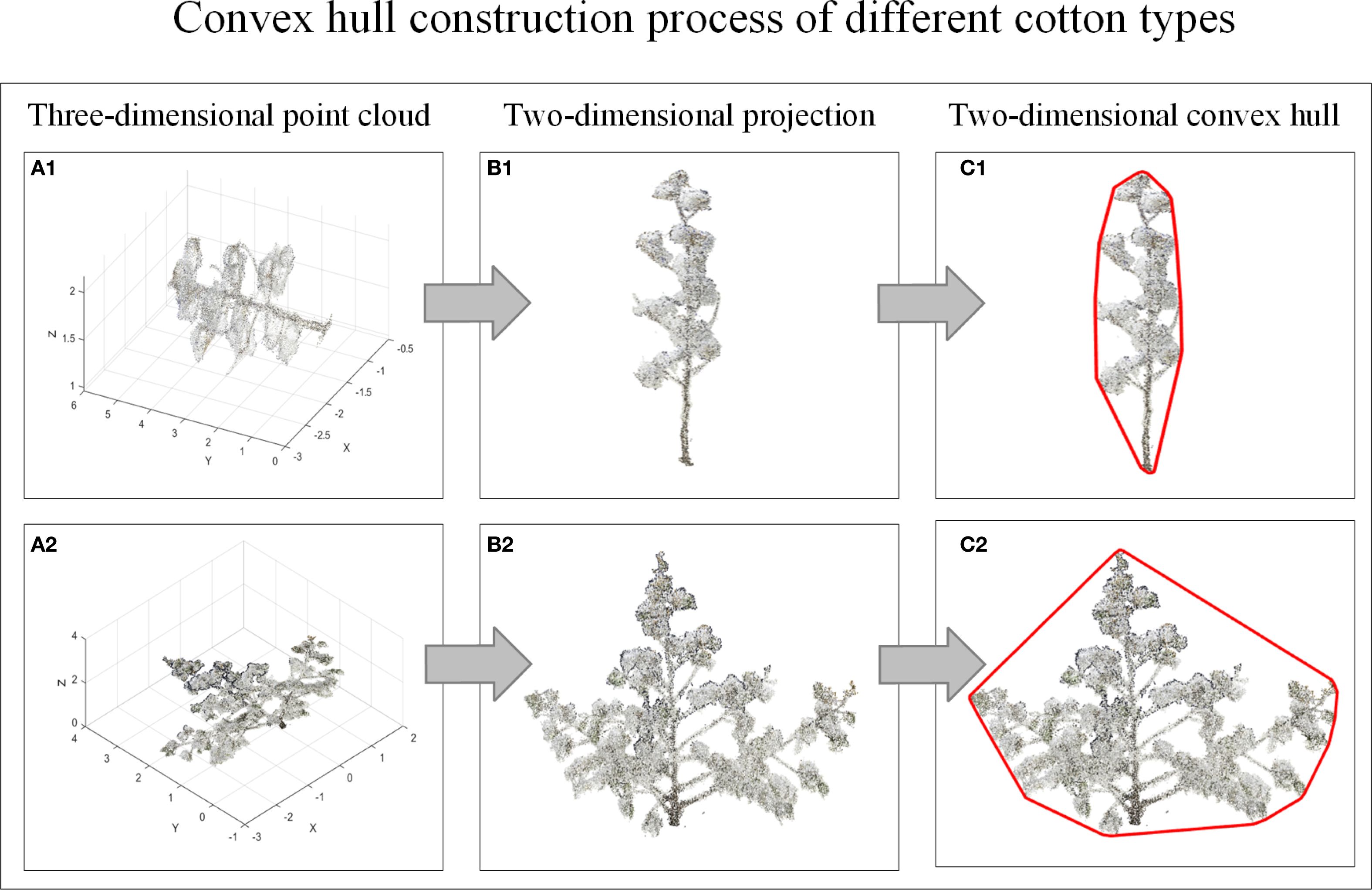 Convex hull construction process for different cotton types. Top row: A1 depicts a three-dimensional point cloud; B1 shows its two-dimensional projection; C1 illustrates the two-dimensional convex hull outlined in red. Bottom row: A2 displays another three-dimensional point cloud; B2 presents its two-dimensional projection; C2 reveals the two-dimensional convex hull in red. Arrows between images indicate the transformation sequence.