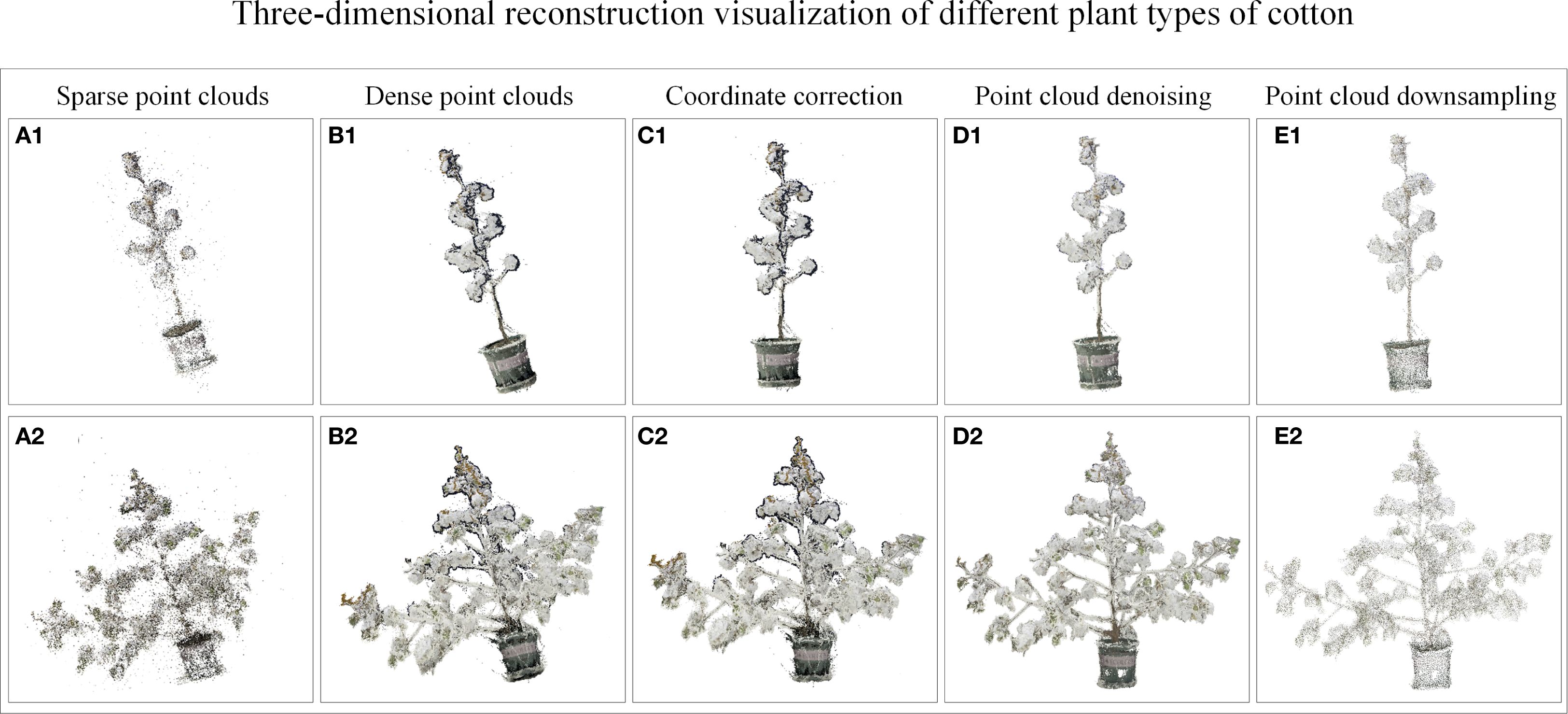 Three-dimensional reconstruction visualizations show different plant types of cotton using various point cloud techniques. Columns labeled A1-E1 and A2-E2 display stages from sparse to dense point clouds, coordinate correction, denoising, and downsampling. Each plant is rendered in a potted form, highlighting changes in detail from sparse to more refined visual representations as techniques advance across the columns.