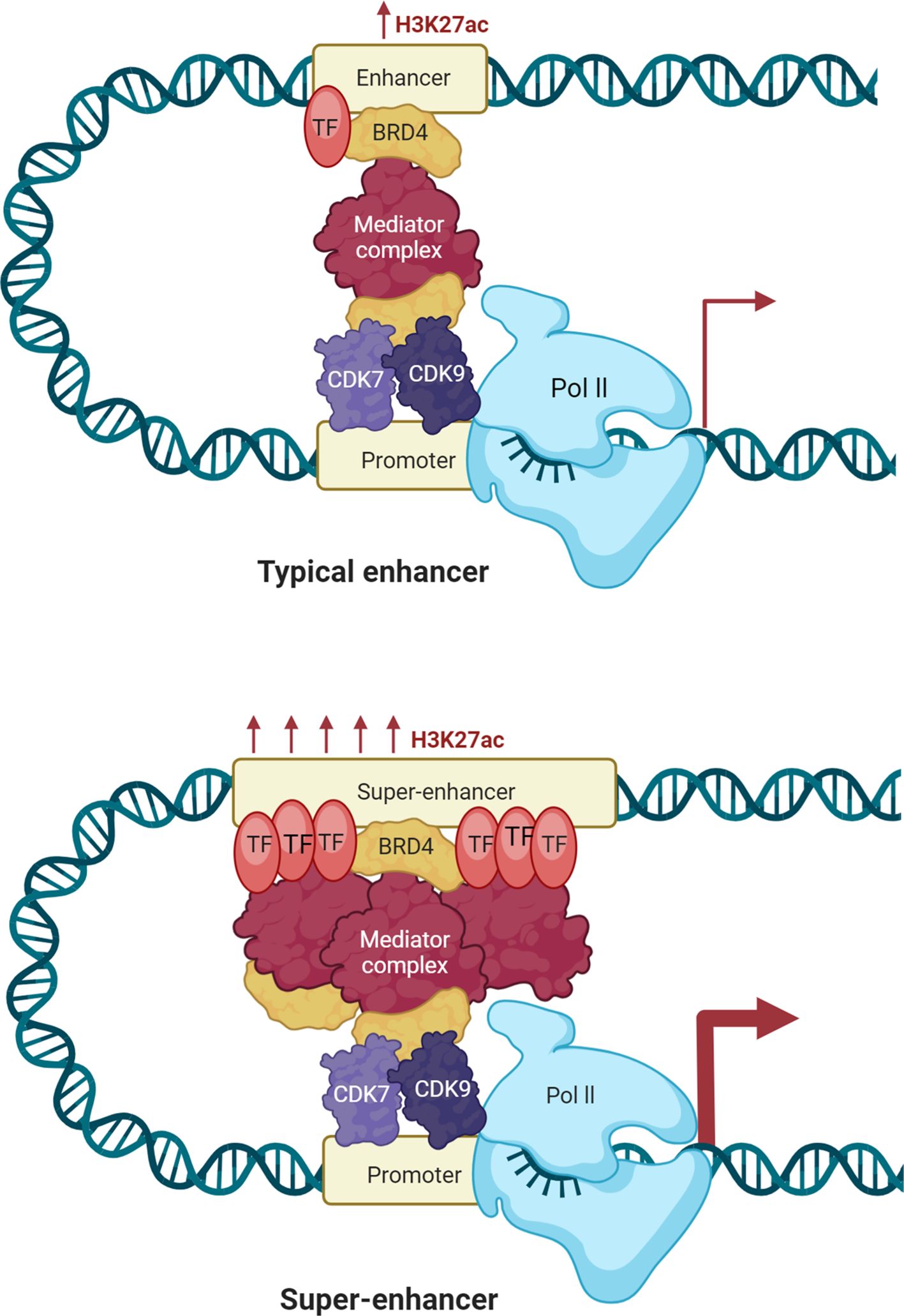Two-part illustration of enhancer systems. The top shows a typical enhancer with H3K27ac, an enhancer element, BRD4, mediator complex, CDK7, CDK9, promoter, and Pol II bound to DNA. The bottom displays a super-enhancer with multiple transcription factors (TFs), increased H3K27ac, and similar components as the typical enhancer, but more densely packed, indicating increased transcriptional activity.