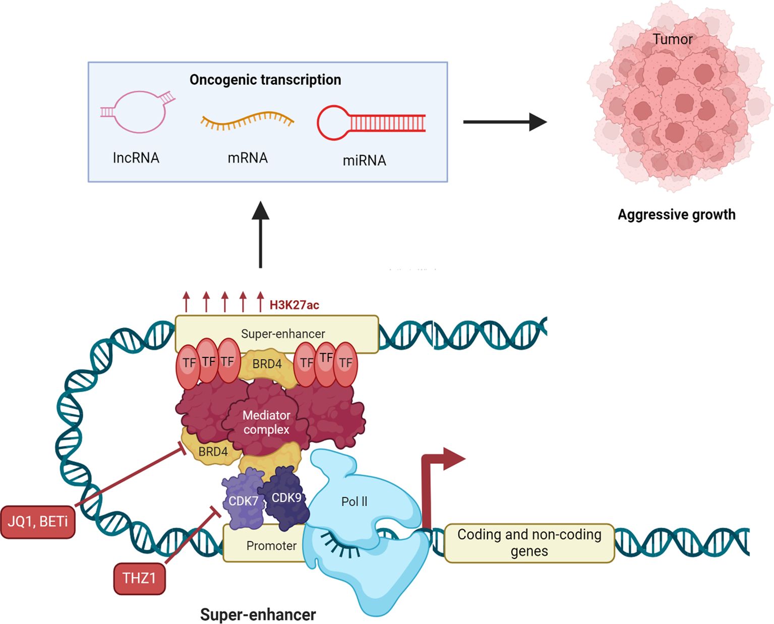 Diagram illustrating the role of super-enhancers in oncogenic transcription and aggressive tumor growth. It shows lncRNA, mRNA, and miRNA contributing to a tumor. A DNA strand is regulated by super-enhancers, BRD4, transcription factors, mediator complex, CDK7, and CDK9. Chemical inhibitors JQ1, BETi, and THZ1 are highlighted. The process involves H3K27ac marks and RNA Polymerase II, leading to the expression of coding and non-coding genes.