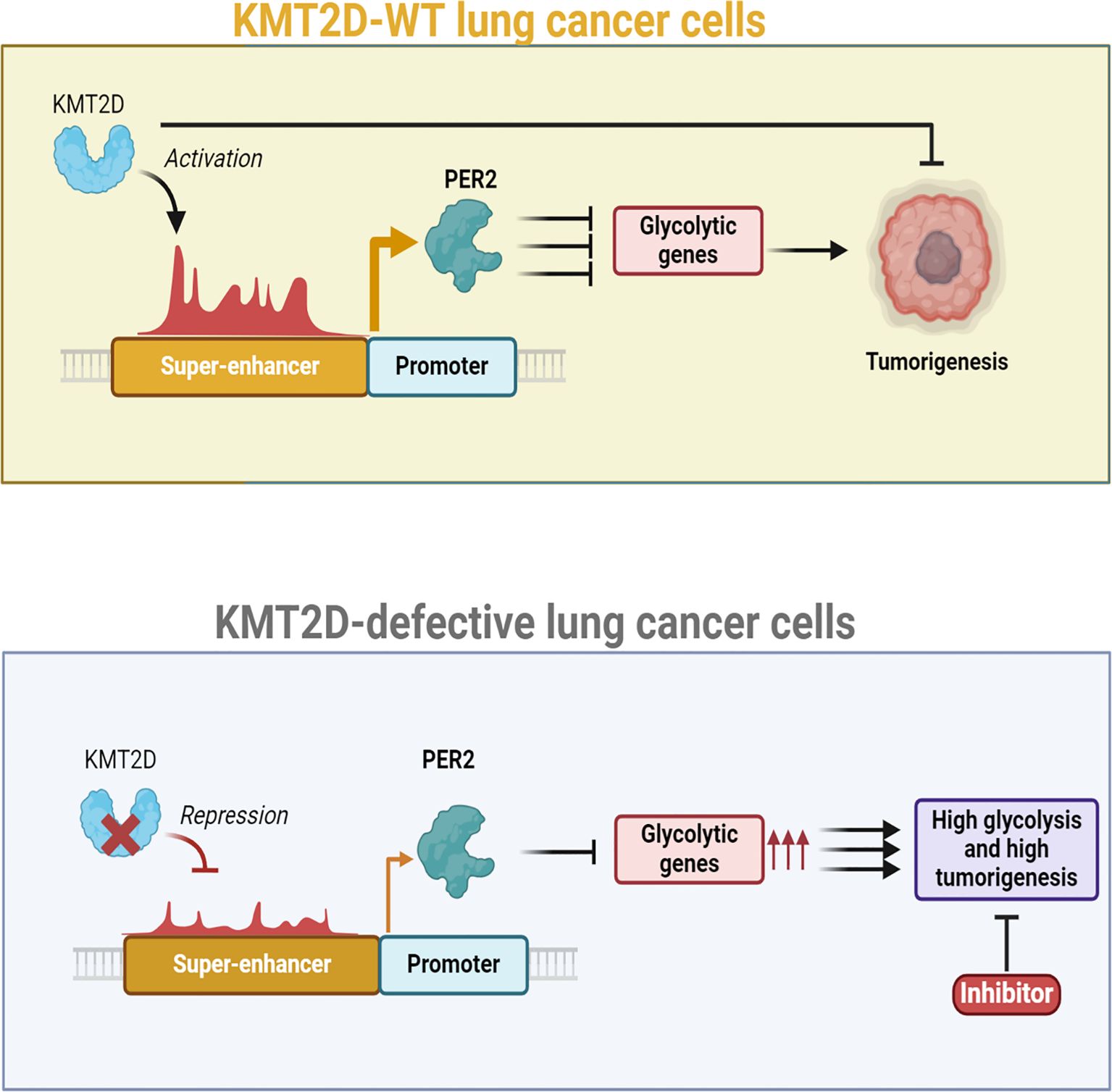 Diagram showing the role of KMT2D in lung cancer cells. In KMT2D-WT cells, activation occurs via a super-enhancer and promoter, leading to PER2 stimulation and glycolytic gene expression, promoting tumorigenesis. In KMT2D-defective cells, KMT2D repression leads to increased glycolysis and tumorigenesis, which can be inhibited.