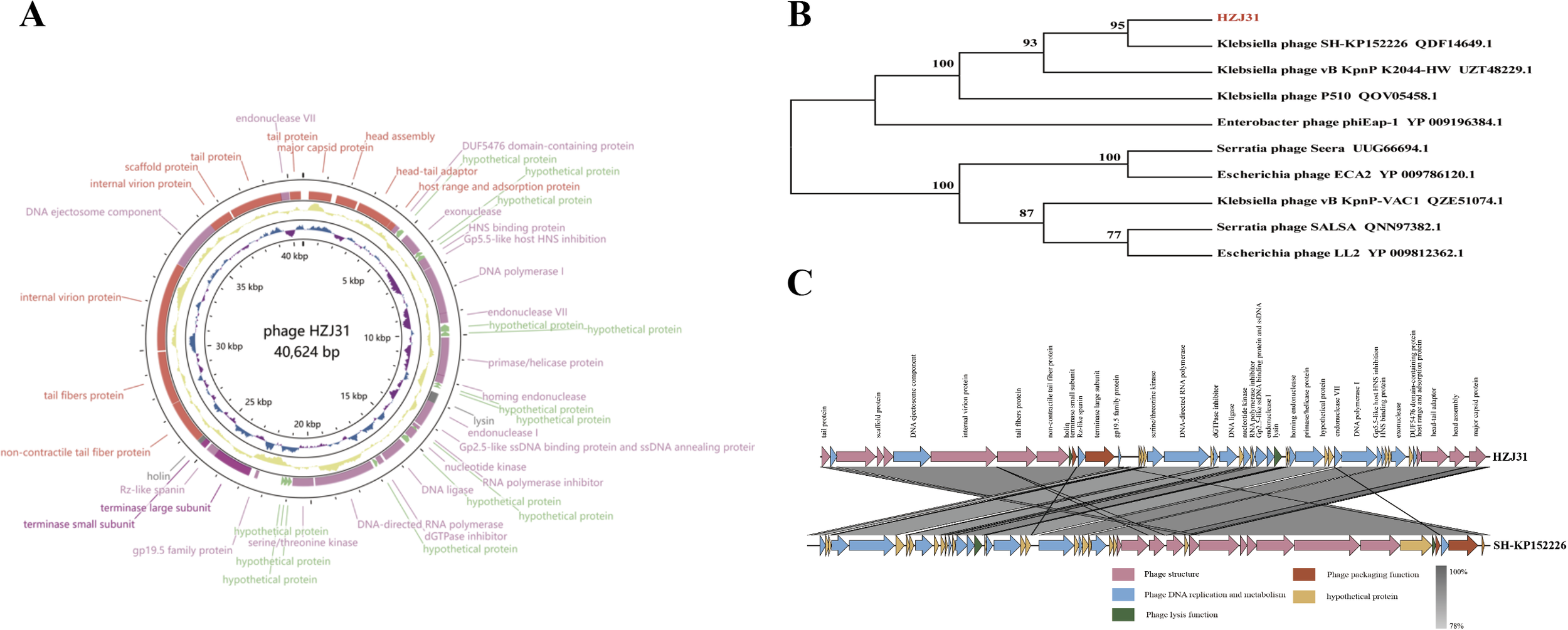 Panel A displays a circular genome map of phage HZJ31, highlighting various protein functions such as endonucleases, capsid, and tail proteins. Panel B shows a phylogenetic tree with bootstrap values comparing HZJ31 to other phages, indicating evolutionary relationships. Panel C presents a genomic comparison between HZJ31 and Klebsiella phage SH-KP152226, illustrating shared and unique regions across different functional categories like structure, packaging, and replication.