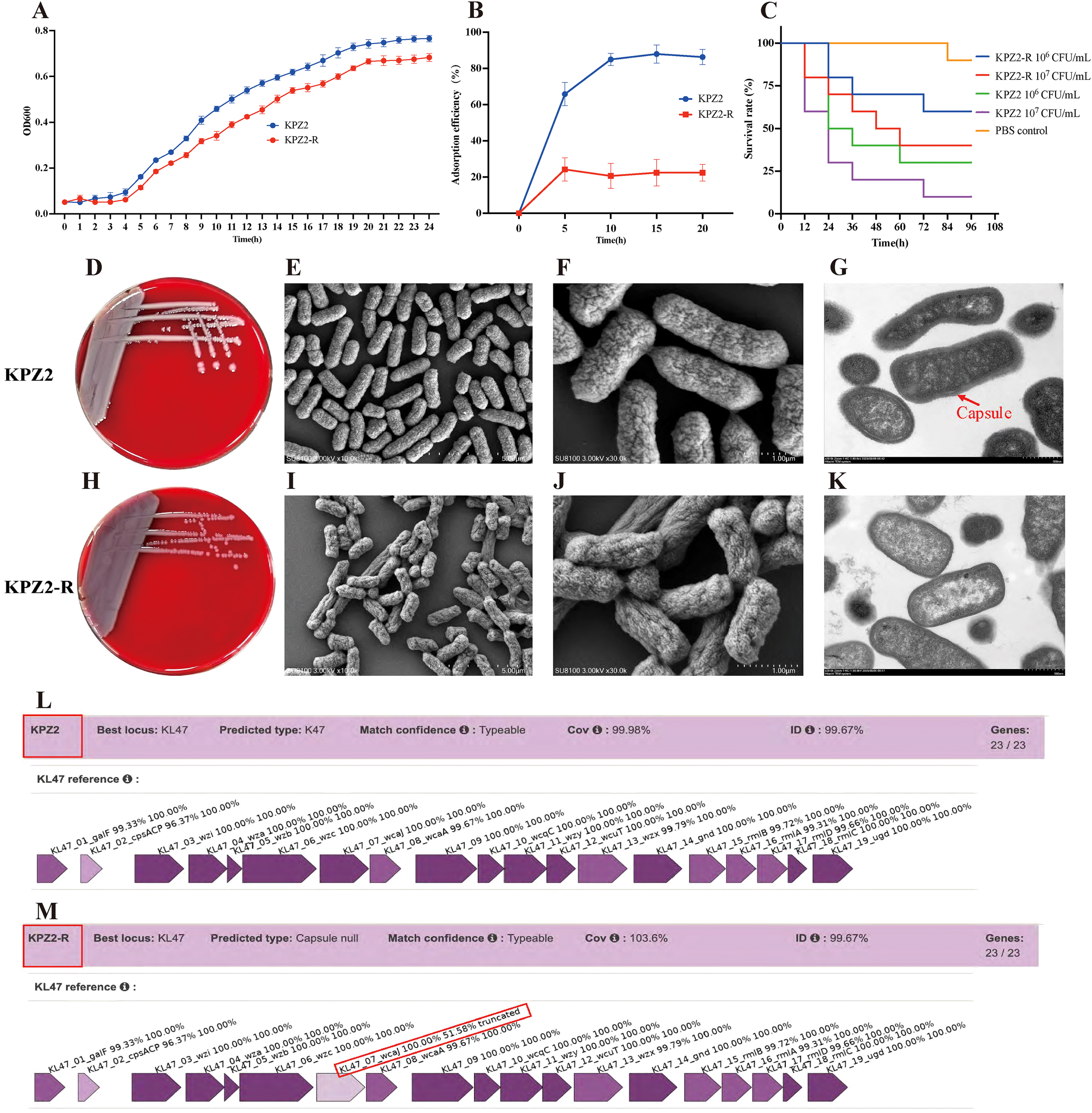 Panel A shows a line graph of OD600 readings over 24 hours comparing KPZ2 and KPZ2-R. Panel B presents a graph of mutation efficiency over 20 days for the same strains. Panel C illustrates a survival rate graph with different bacterial concentrations and a PBS control. Panels D and H show agar plates with KPZ2 and KPZ2-R growth, respectively. Panels E to G and I to K display electron microscope images of the bacteria, highlighting the capsule in panel G. Panels L and M contain genetic analysis results, showing the KL47 locus and coverage details for both strains.