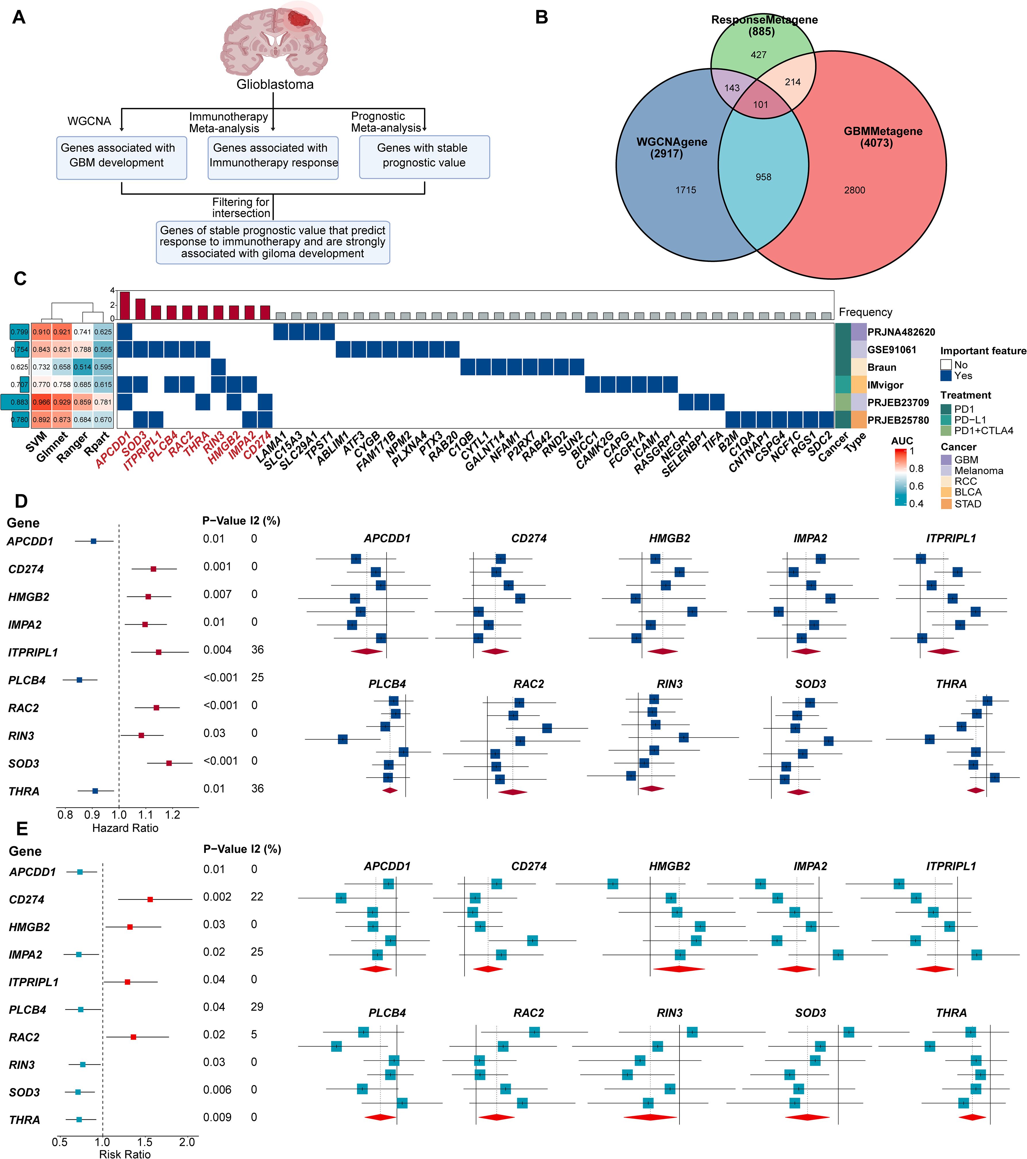A multi-part diagram related to glioblastoma analysis. Diagram A shows a flowchart detailing gene selection involving WGCNA, immunotherapy, and prognostic meta-analysis. Diagram B is a Venn diagram illustrating the overlap among WCGNA, ResponseMetagene, and GBMMetagene sets. Diagram C displays a heat map of gene frequency across different studies and treatments. Diagrams D and E feature forest plots of hazard ratios for various genes with associated I-squared and p-values, comparing different treatments and cancer types.