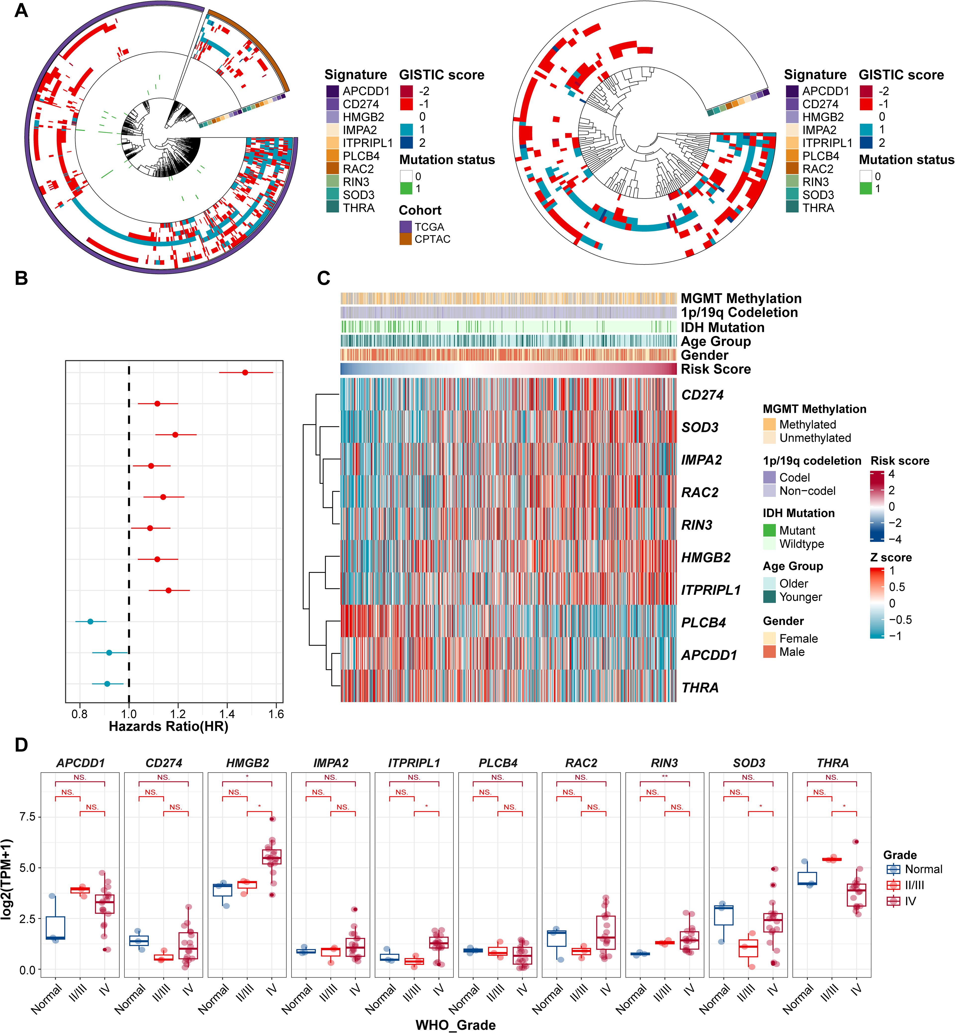 Multi-panel scientific figure analyzing genetic data: A: Circular phylogenetic trees with colored sections highlighting mutation statuses and GISTIC scores for various genes, categorized by cohort. B: Forest plot of hazard ratios (HR) with confidence intervals for specific genes. C: Heatmap displaying gene expression and clinical features, including methylation, age, and gender, with a color-coded legend. D: Box plots showing expression levels of genes across WHO grade classifications with statistically significant differences marked. Each panel includes detailed legends and labels correlating data points.