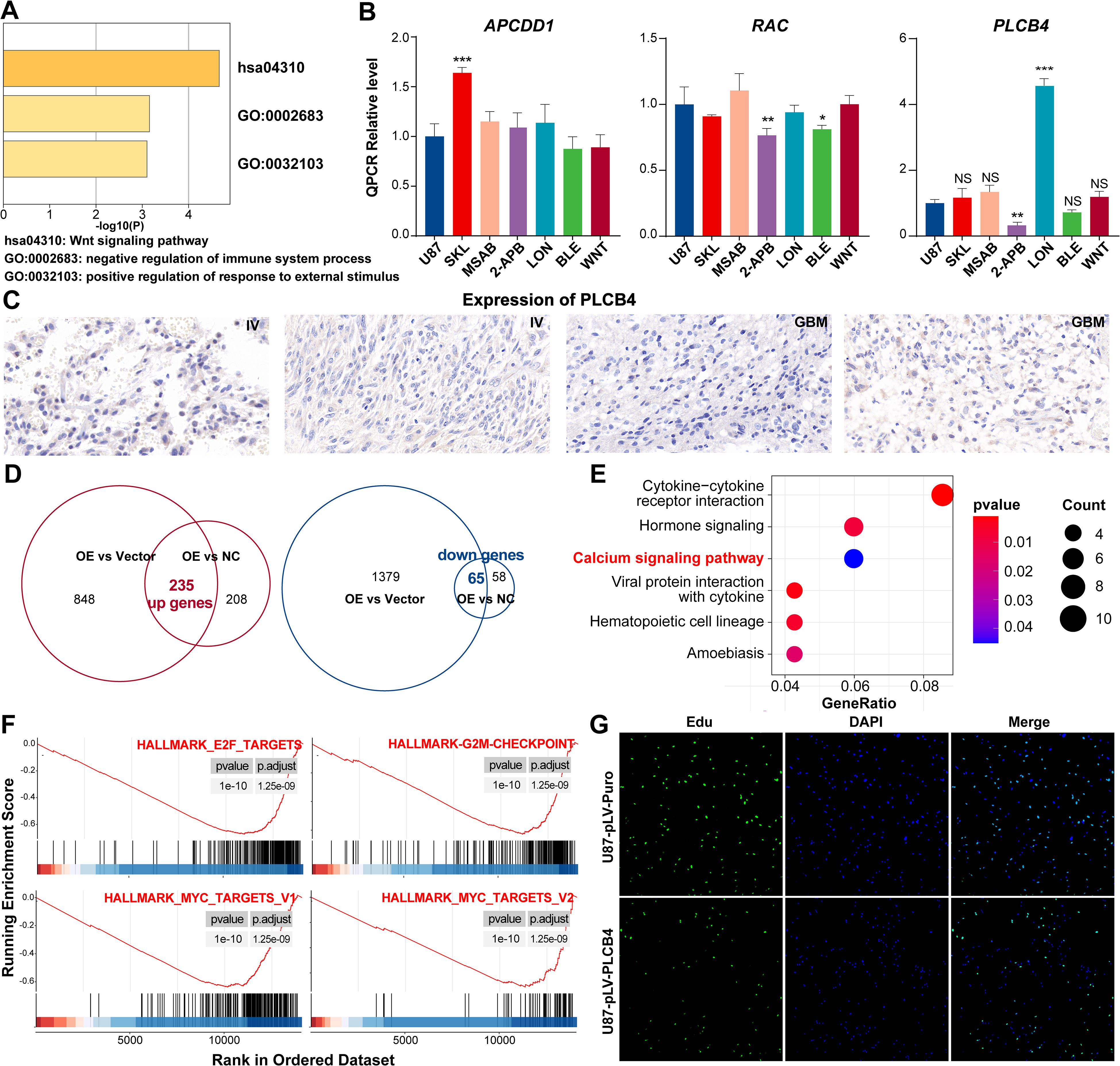 Panel A shows a bar chart with the top three enriched pathways. Panel B contains bar graphs showing relative gene expression levels for APCDD1, RAC, and PLCB4 across different cell lines. Panel C depicts immunohistochemical images of PLCB4 expression in tissue sections. Panel D features Venn diagrams indicating differentially expressed genes. Panel E shows a dot plot of pathway enrichment analysis, highlighting the calcium signaling pathway. Panel F presents enrichment plots for hallmark gene targets. Panel G displays images of cells stained with EdU and DAPI, showing cell proliferation in two conditions.