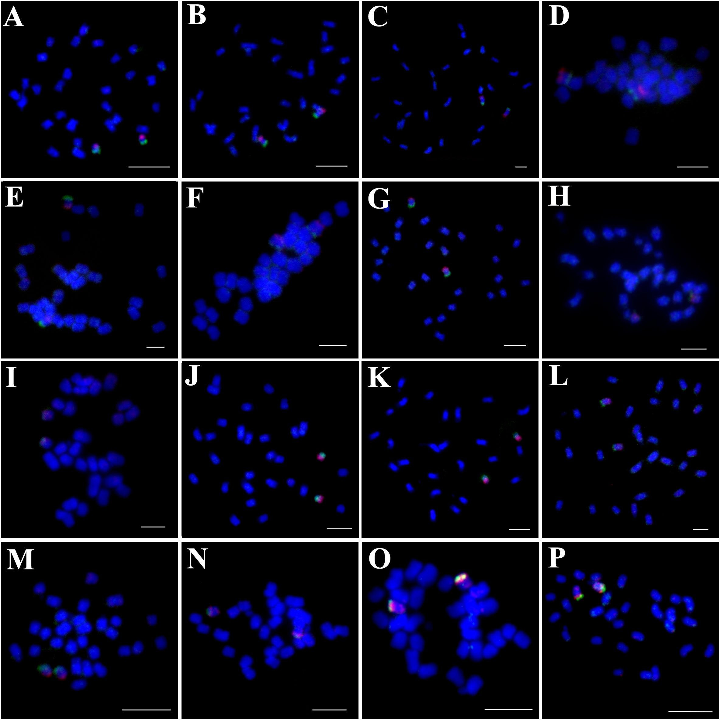 Sixteen panels (A-P) show fluorescent microscopy images of cells. Each panel features blue-stained nuclei with some green and red signals indicating additional features or markers. The images vary in cell density and signal intensity.