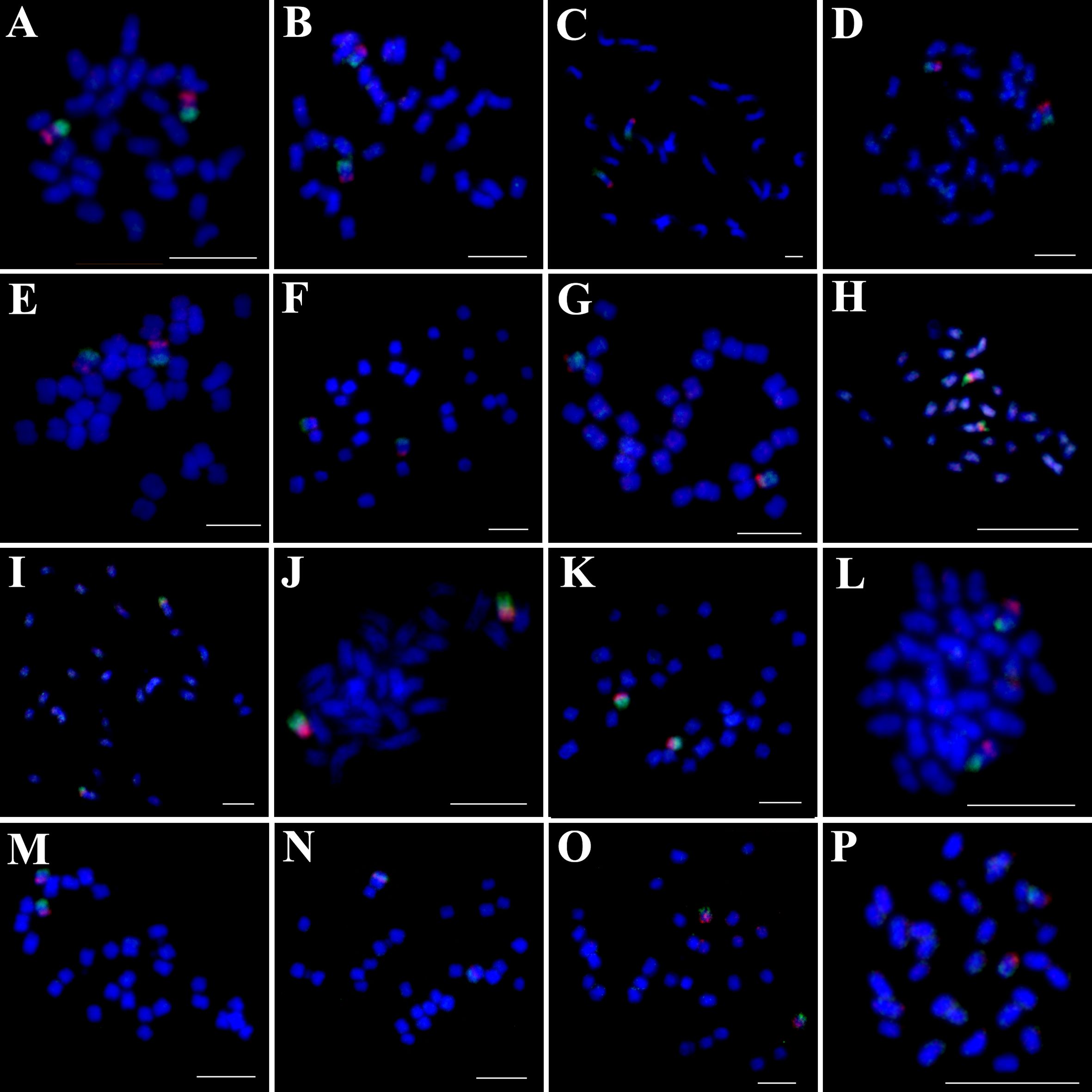 Microscopic images in a grid labeled A to P, showing cells stained with blue, red, and green dyes. The colors indicate various cellular components under fluorescence microscopy. Each panel displays distinct patterns and intensities of staining, suggesting differences in cell types or conditions. Scale bars are present for reference.