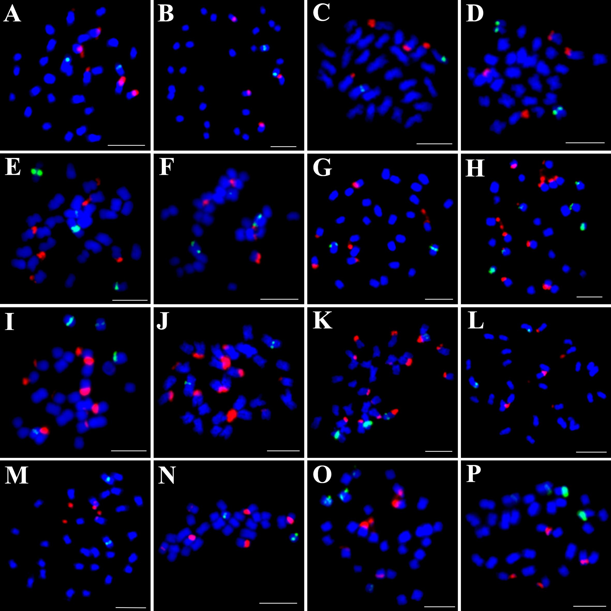 Fluorescence microscopy panels labeled A to P showing cells stained with blue, red, and green markers. Varying patterns and intensities of color indicate differences in cellular structures or protein expression. Each panel presents a unique distribution and combination of the colors. Scale bars included in each image.