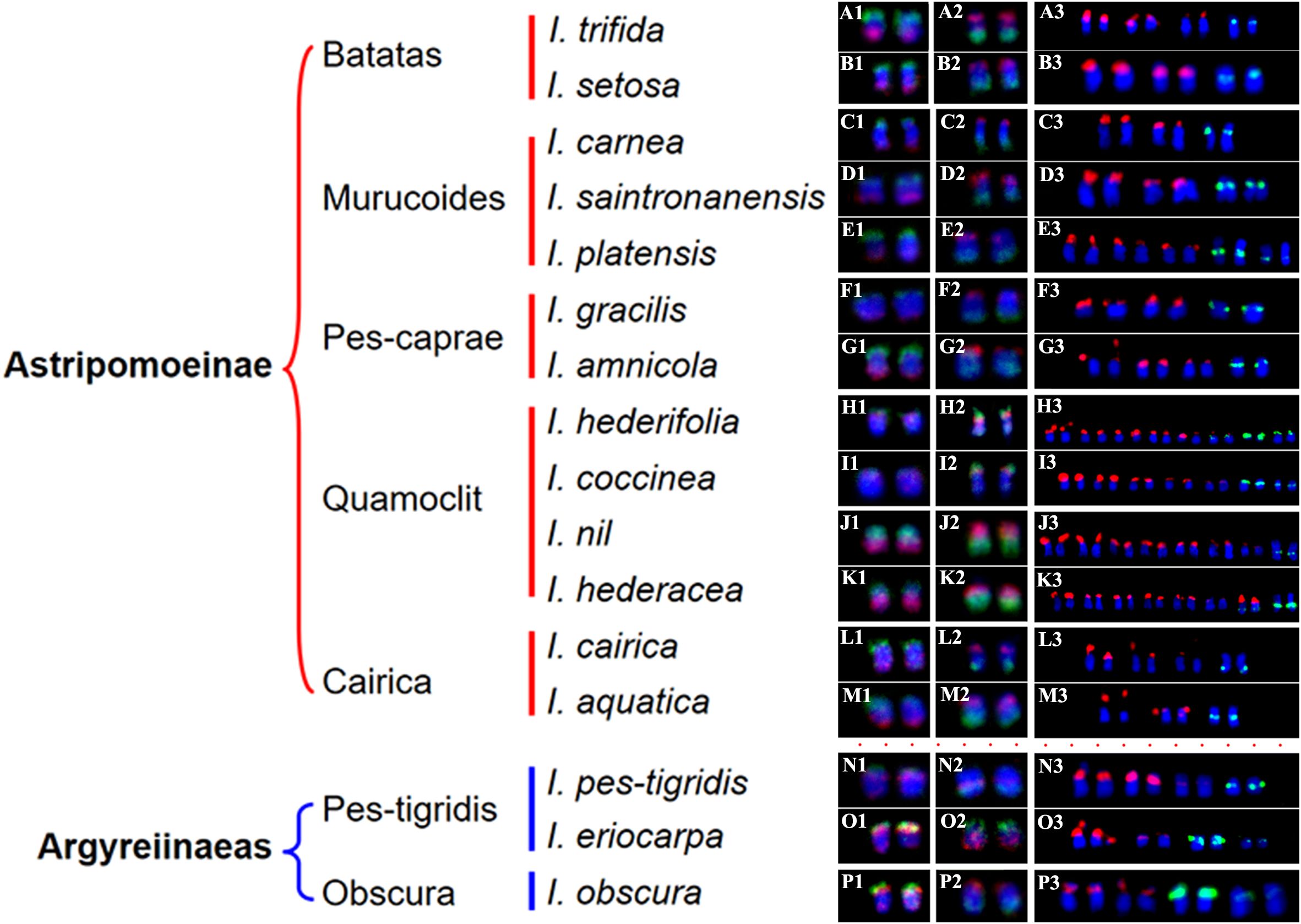 Chart showing two main subfamilies, Astripomoeinae and Argyreiinaeas, with species listed under each. Astripomoeinae includes Batatas, Murucoides, Pes-caprae, Quamoclit, and Cairica. Argyreiinaeas includes Pes-tigridis and Obscura. To the right, labeled columns A1 to P3 display fluorescent microscopy images of chromosomes, using different color markers to visualize genetic material.
