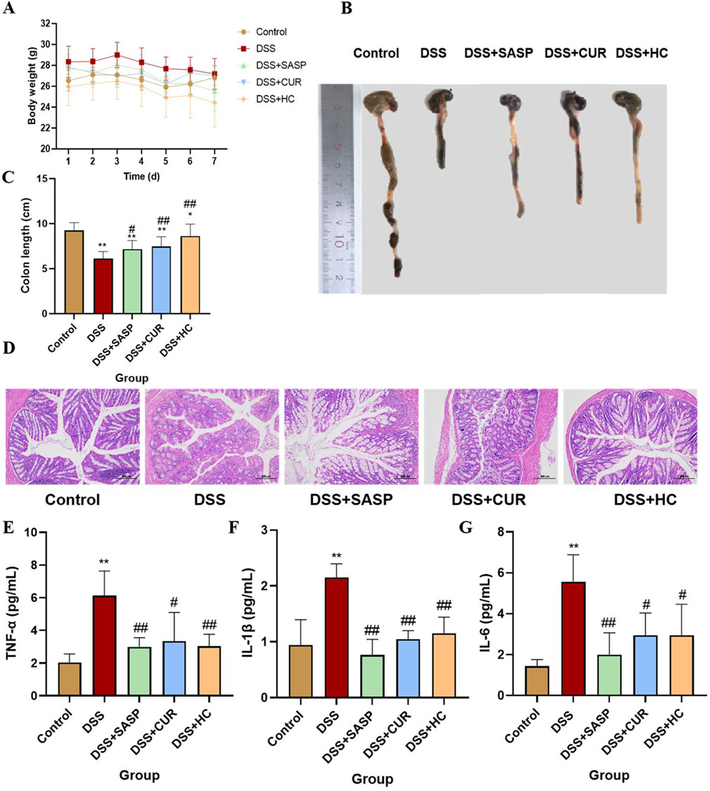 Graphical data and images depict the effects of various treatments on body weight, colon length, and inflammatory markers in several groups. Charts (A, B, E, F, G) show time-dependent and group-related changes. Image (C) displays physical colon samples from each group aligned with a ruler for size reference. Histological samples (D) present tissue differences among groups. Treatment groups include Control, DSS, DSS+SASP, DSS+CUR, and DSS+HC.