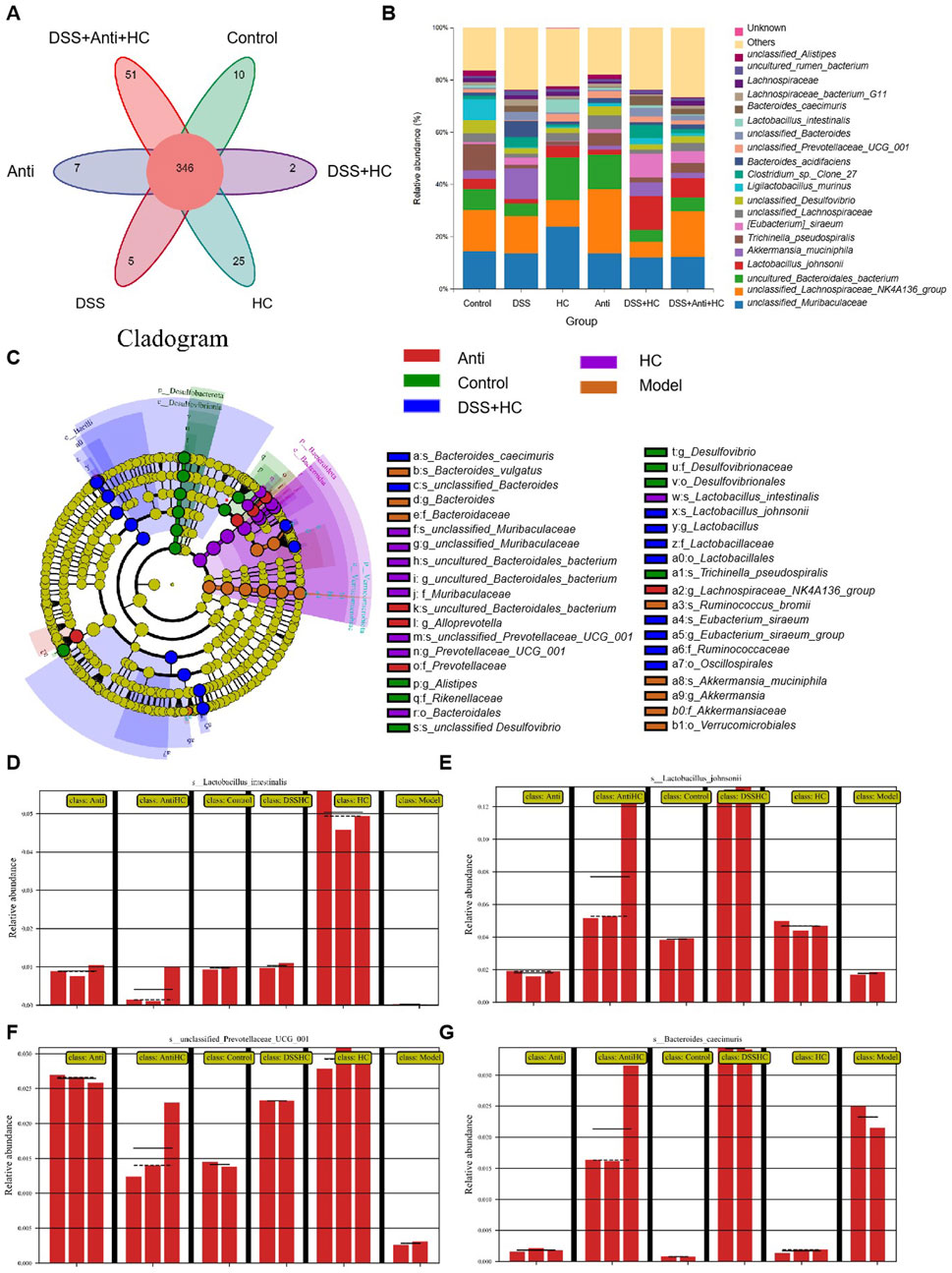 A series of scientific charts analyzing microbiota composition across different groups. Panel A shows a Venn diagram illustrating common and unique bacteria among groups DSS+Anti+HC, Control, DSS+HC, Anti, DSS, and HC. Panel B features a stacked bar chart of relative bacterial abundance by group. In Panel C, a cladogram depicts bacterial phylogeny with groups highlighted in colors. Panels D, E, F, and G present bar graphs of relative abundance for specific bacteria such as *Lactobacillus intestinalis* and *Bacteroides caecimuris* across the same groups. The colors red, green, blue, and purple represent different experimental conditions.
