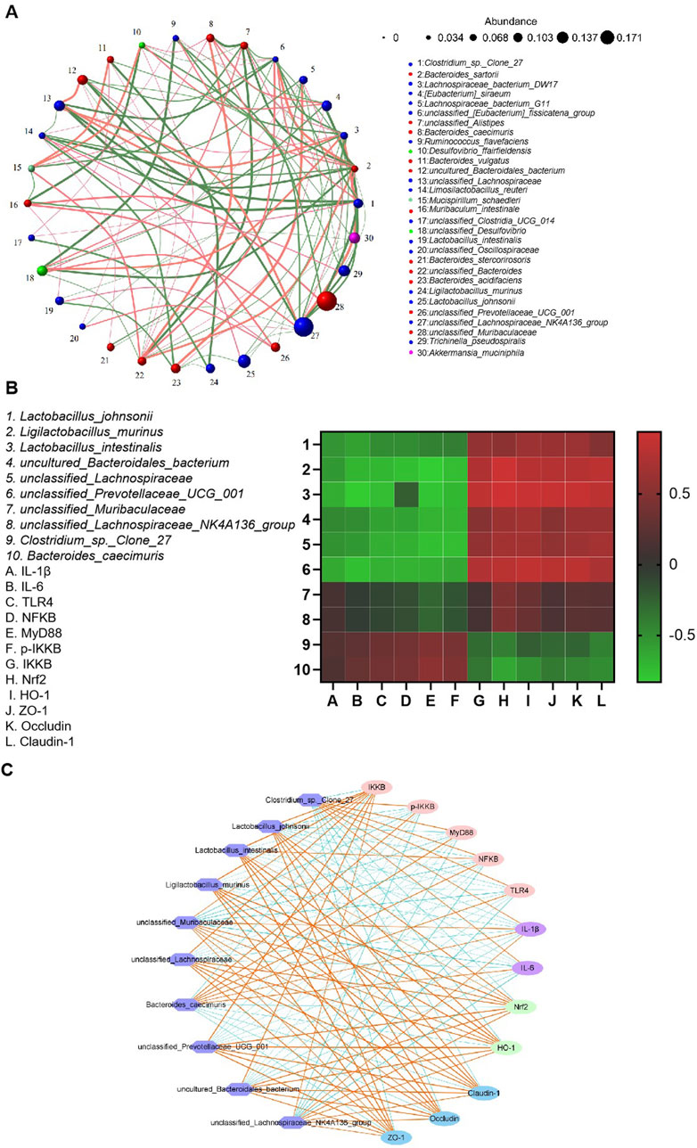 A. Network diagram showing interactions among microbial species with nodes sized by abundance and colored. B. Heatmap displaying correlations between microbial species and host factors, with a gradient scale from green to red. C. Network diagram illustrating interactions between microbial species and host factors, with connections highlighted in different colors.