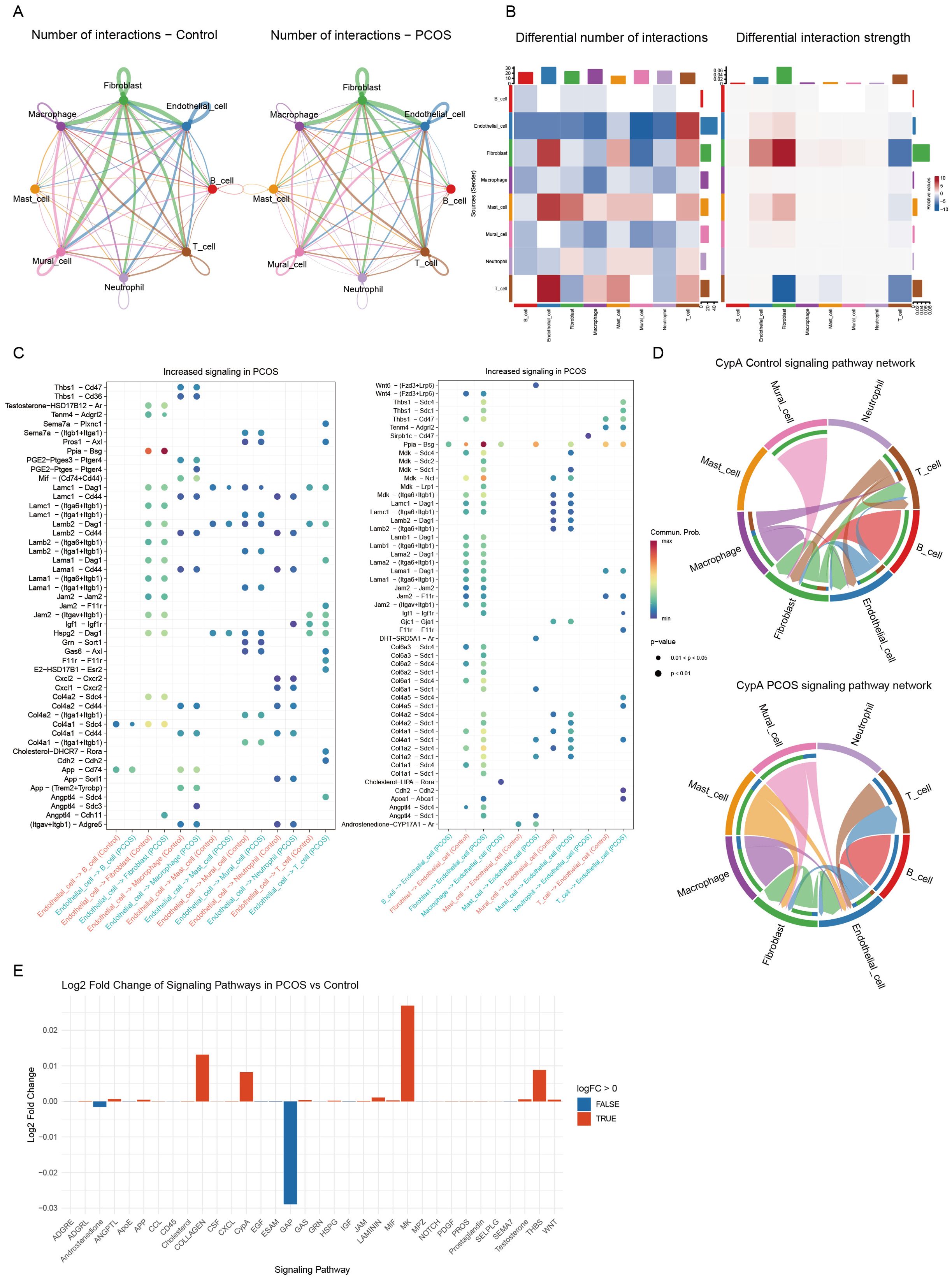 A series of visualizations analyzing cell signaling interactions in control versus PCOS samples. Panel A shows network diagrams of cell interactions for control and PCOS, with colored lines connecting different cell types. Panel B presents heatmaps demonstrating differential numbers and strengths of interactions. Panel C features dot plots indicating increased signaling pathways for PCOS. Panel D displays circular diagrams of CypA signaling networks for control and PCOS, with varied line thickness indicating interaction probabilities. Panel E is a bar graph comparing the log2 fold change of signaling pathways in PCOS versus control, with colored bars for significance.