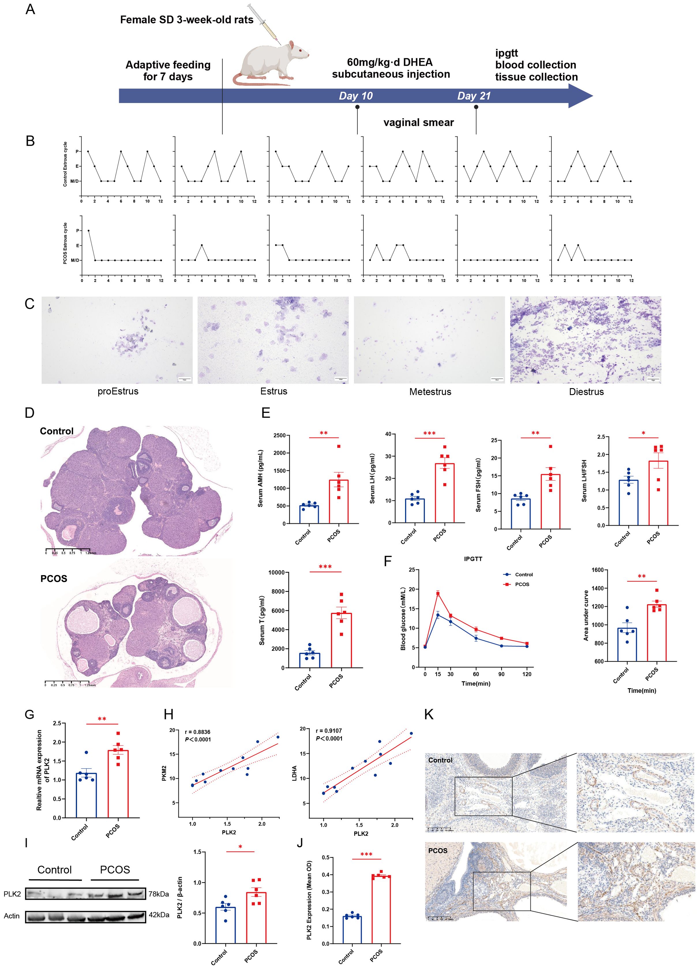 Scientific figure depicting an experiment with female SD rats. Panel A shows the experimental timeline, including adaptive feeding, DHEA injection, and specimen collection. Panel B presents cyclic changes in control and PCOS groups. Panel C illustrates vaginal smears at different estrous stages. Panel D shows histological ovarian sections for control and PCOS rats. Panel E displays serum hormone levels with significant differences. Panel F includes an IPGTT graph comparing glucose levels. Panel G shows mRNA expression data. Panel H features correlation graphs for PLK2. Panel I provides a Western blot analysis for PLK2 expression. Panel J summarizes PLK2 expression differences. Panel K features histological comparisons with magnified views.