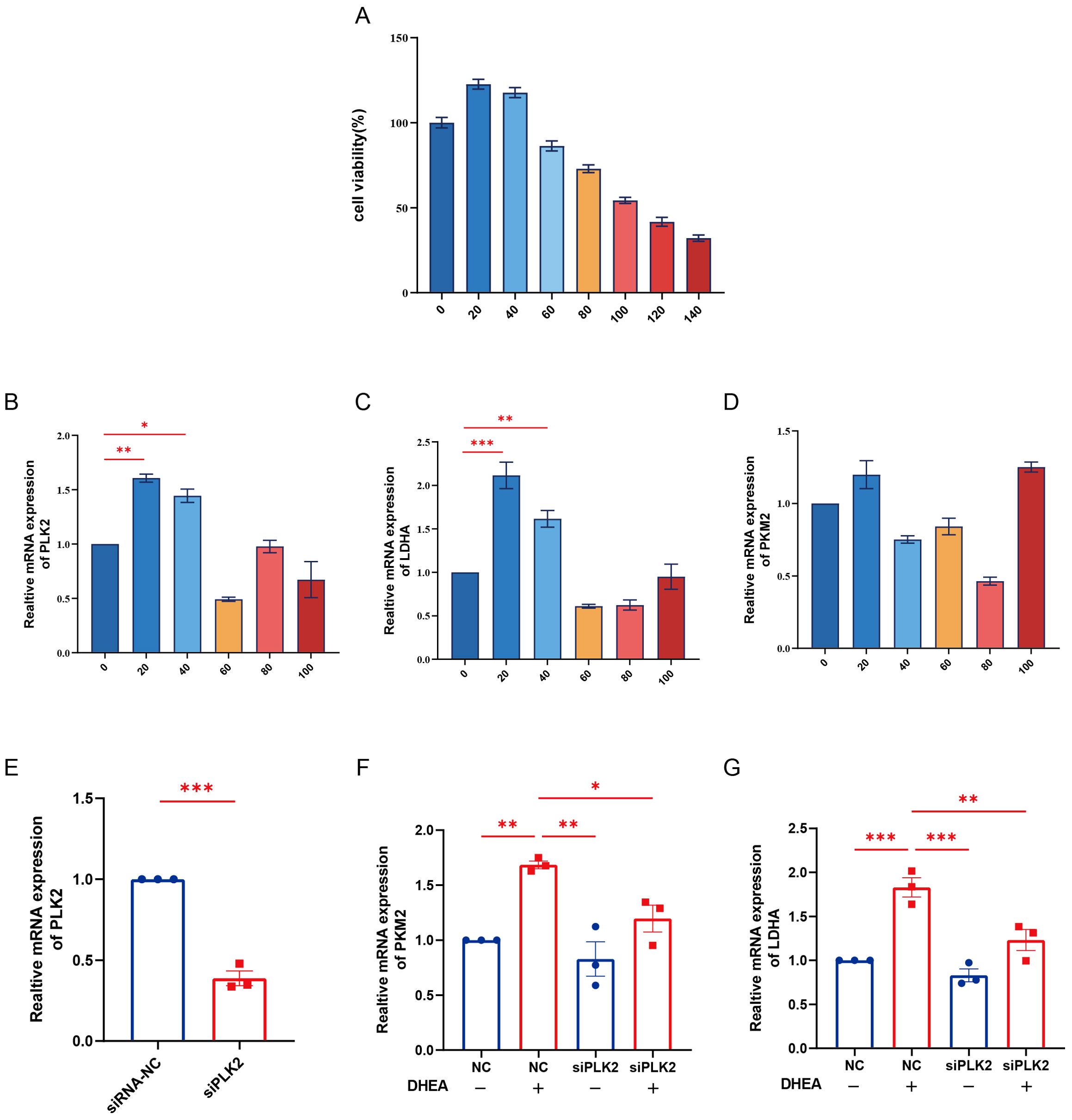 Seven graphs depict experimental data related to cell viability and mRNA expression. Graph A shows cell viability decreasing over time. Graphs B to D illustrate relative mRNA expression of PLK2, LDHA, and PKM2 decreasing as time progresses. Graph E shows reduced PLK2 expression in siPLK2 compared to siRNA-NC. Graphs F and G compare mRNA expression of PKM2 and LDHA under DHEA treatment with controls, exhibiting statistical significance indicated by asterisks.