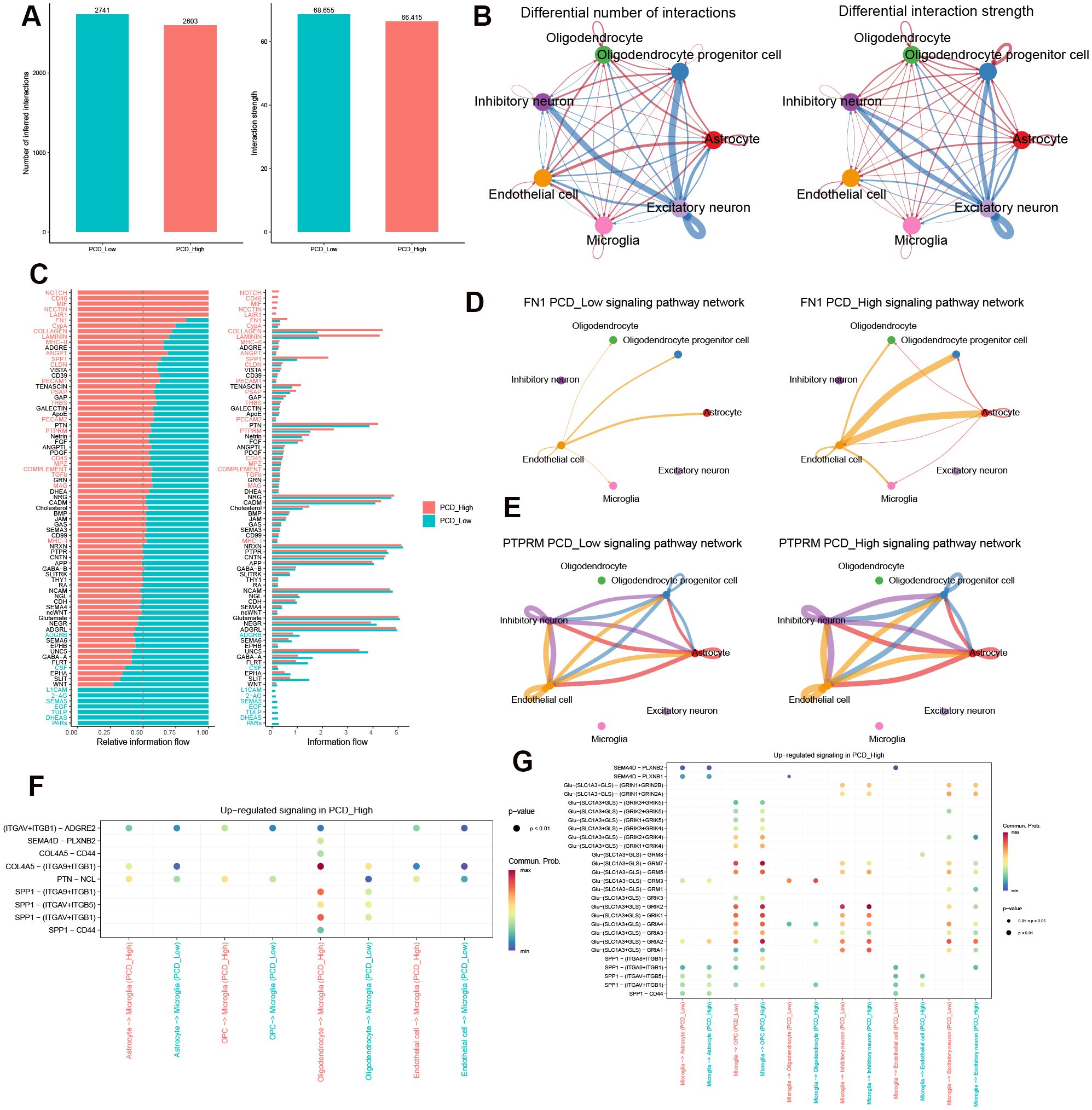 Panel A shows bar graphs comparing the number of interactions and interaction strength between PCD_Low and PCD_High groups. Panel B includes network diagrams illustrating differential interactions and strengths among cell types. Panel C presents bar graphs of relative information flow for various genes between PCD_High and PCD_Low. Panel D displays signaling pathway networks for FN1 across both groups, while Panel E shows these networks for PTPRM. Panel F features a bubble chart of up-regulated signaling in PCD_High, and Panel G provides another bubble chart detailing specific signaling up-regulations.