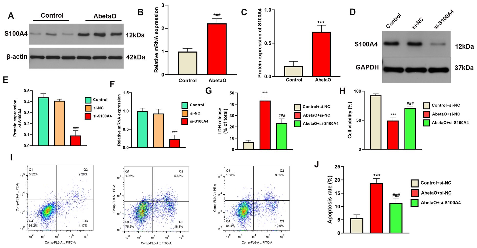 Western blot and bar graph analysis showing effects of S100A4 expression and inhibition on cells. Panel A displays S100A4 and β-actin protein bands in control and AbetaO-treated samples. Panels B and C show increased S100A4 mRNA and protein expression in AbetaO compared to control. Panel D presents S100A4 levels under various conditions: control, si-NC, and si-S100A4. Panels E and F compare protein and mRNA expression across these conditions. Panel G shows LDH release, indicating cell damage, while panel H shows cell viability percentages. Panel I includes flow cytometry dot plots analyzing apoptosis. Panel J highlights changes in apoptosis rate. Statistical significance is denoted by asterisks and hash marks.