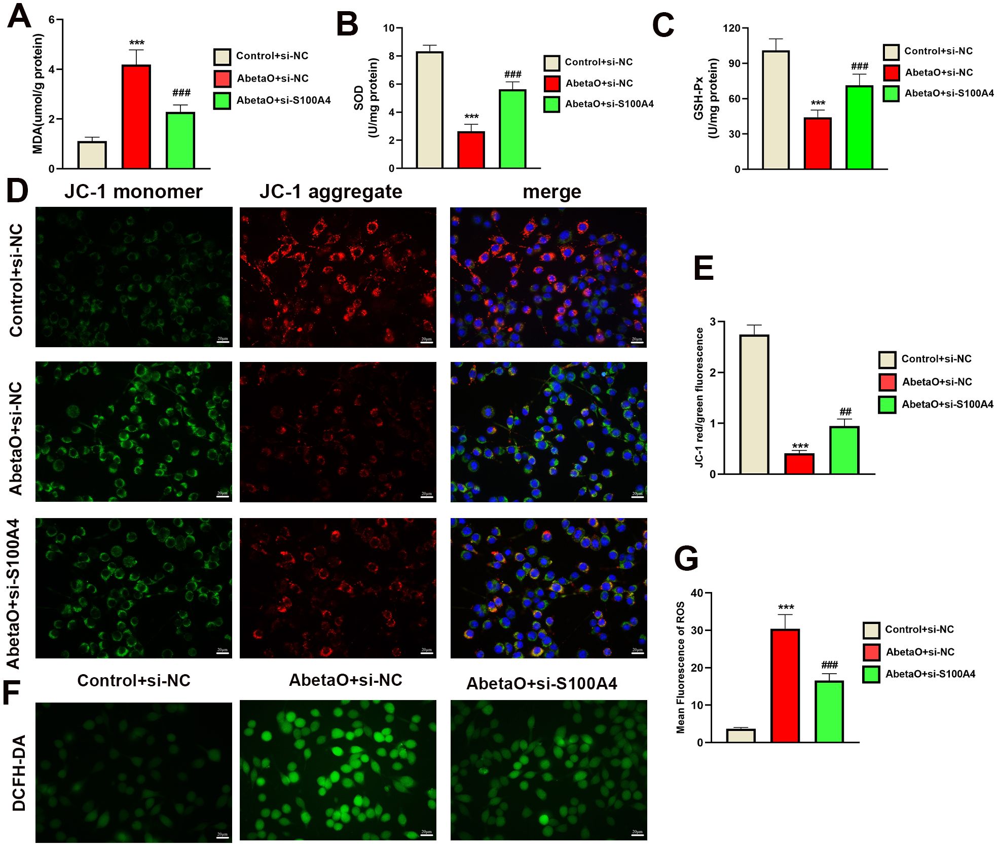 Bar graphs and fluorescent microscopy images depict cellular studies involving proteins. Panels A to C show bar graphs comparing MDA, SOD, and GSH-PX levels in Control+si-NC, AbetaO+si-NC, and AbetaO+si-S100A4 groups. Panel D presents JC-1 assay images indicating mitochondrial membrane potential across three experimental groups. Panels E and G display bar graphs of JC-1 red/green fluorescence and ROS levels. Panel F shows DCFH-DA fluorescence images for ROS detection in the same groups. Results include statistical significance indicators.