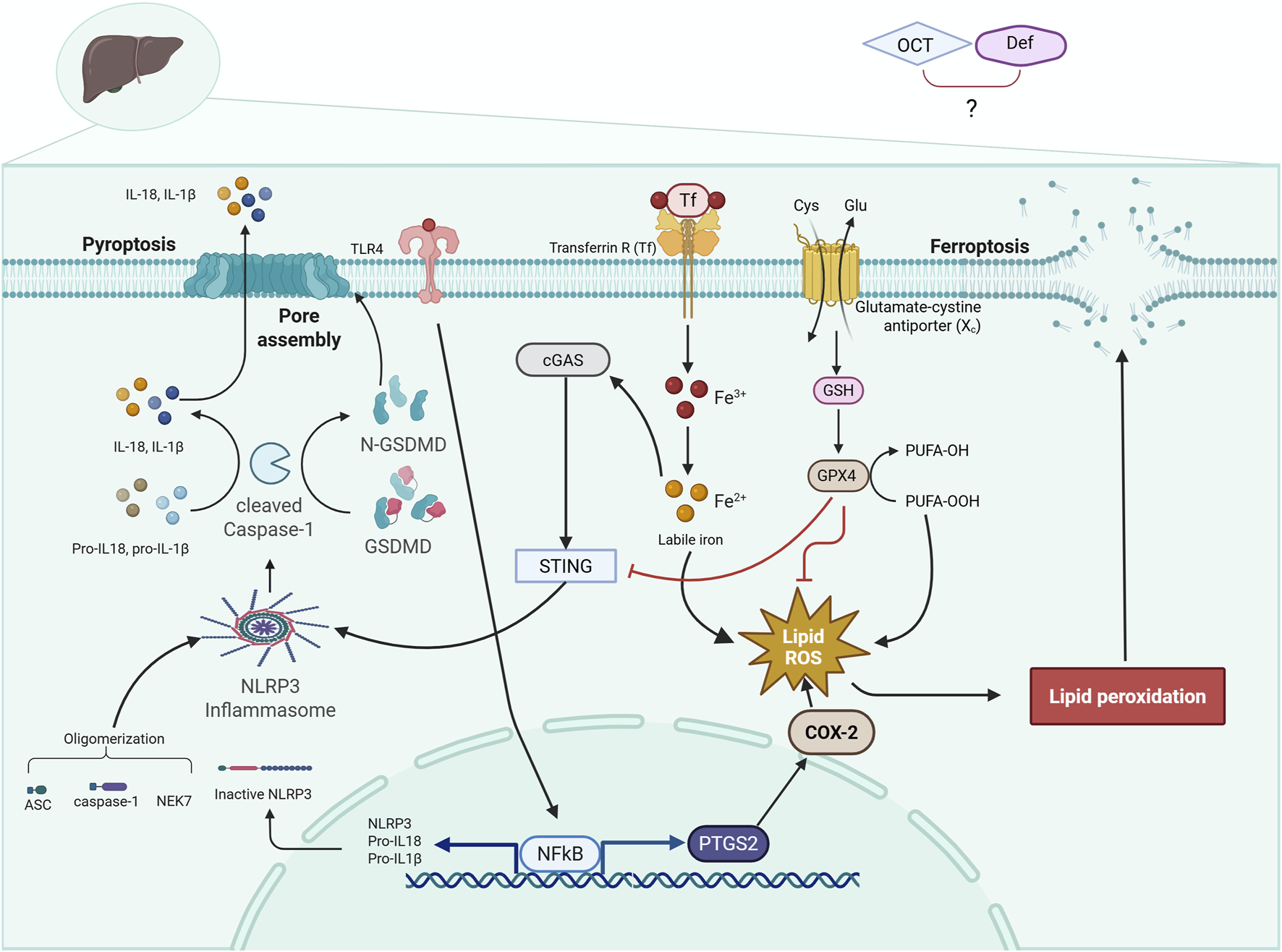 Illustration depicting cellular mechanisms involved in pyroptosis and ferroptosis. Pyroptosis is shown with pathways including TLR4, NLRP3 inflammasome activation, and IL-1β release. Ferroptosis is illustrated with transferrin receptor-mediated iron uptake and lipid peroxidation, involving cGAS-STING signaling, GPX4, and COX-2. Arrows indicate the flow of processes, leading to lipid reactive oxygen species (ROS) and cell death pathways. A liver icon is depicted, suggesting liver-specific processes.