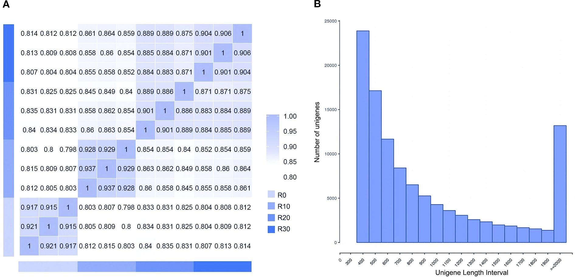 Panel A depicts a heatmap showing correlation coefficients in a matrix format, ranging from 0.80 to 1.00, with different shades indicating varying levels of correlation. Panel B is a bar chart illustrating the number of unigenes across different length intervals. The bars decrease in height with increasing length, followed by a spike at the longest interval. A legend on the left indicates color coding for R0, R10, R20, and R30.