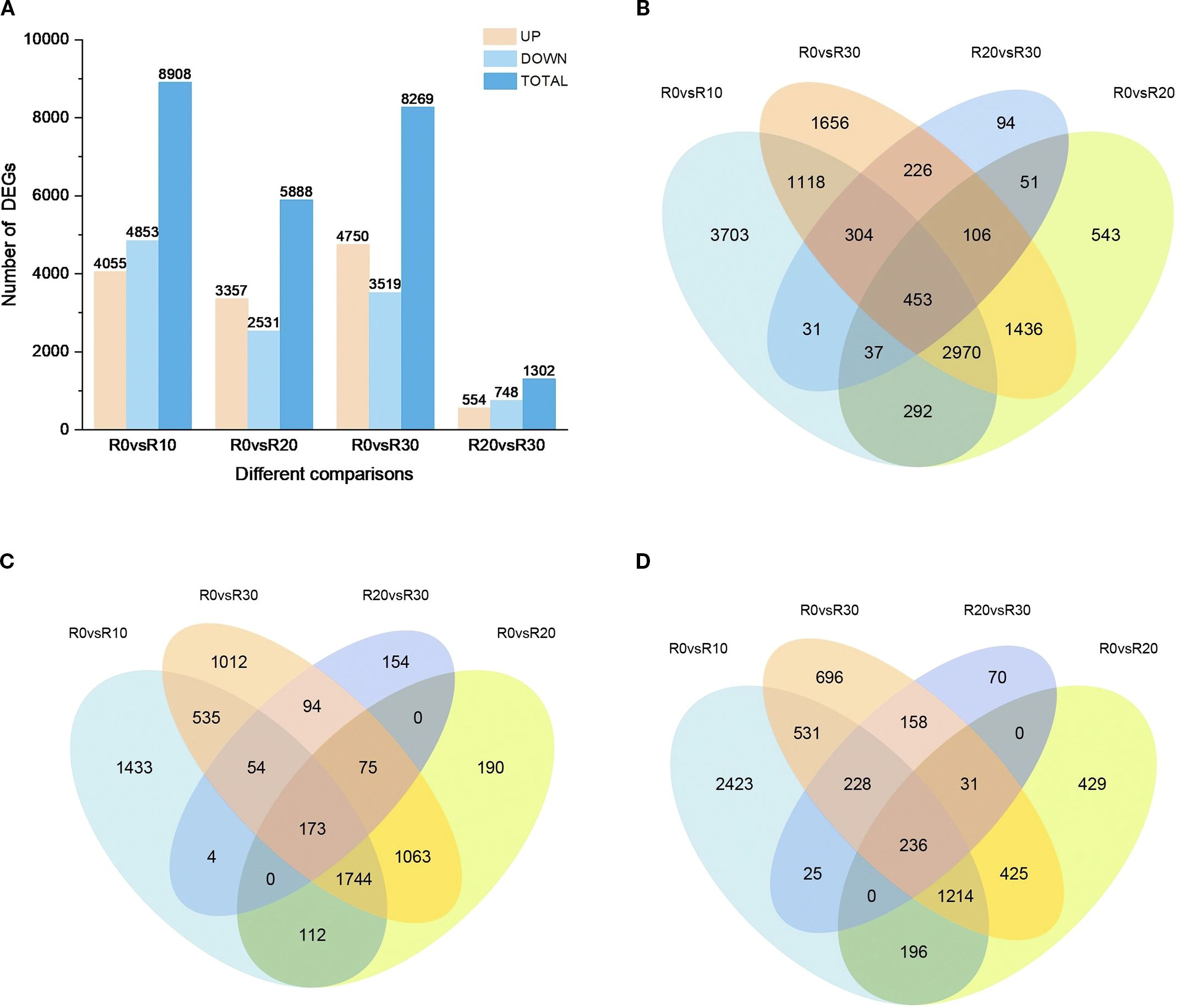 Bar chart and Venn diagrams depict differential gene expression analysis. Panel A shows a bar chart comparing the number of upregulated, downregulated, and total differentially expressed genes across four comparisons: R0 vs R10, R0 vs R20, R0 vs R30, and R20 vs R30. Panels B, C, and D include Venn diagrams illustrating the intersection of differentially expressed genes among these comparisons, highlighting shared and unique gene sets.
