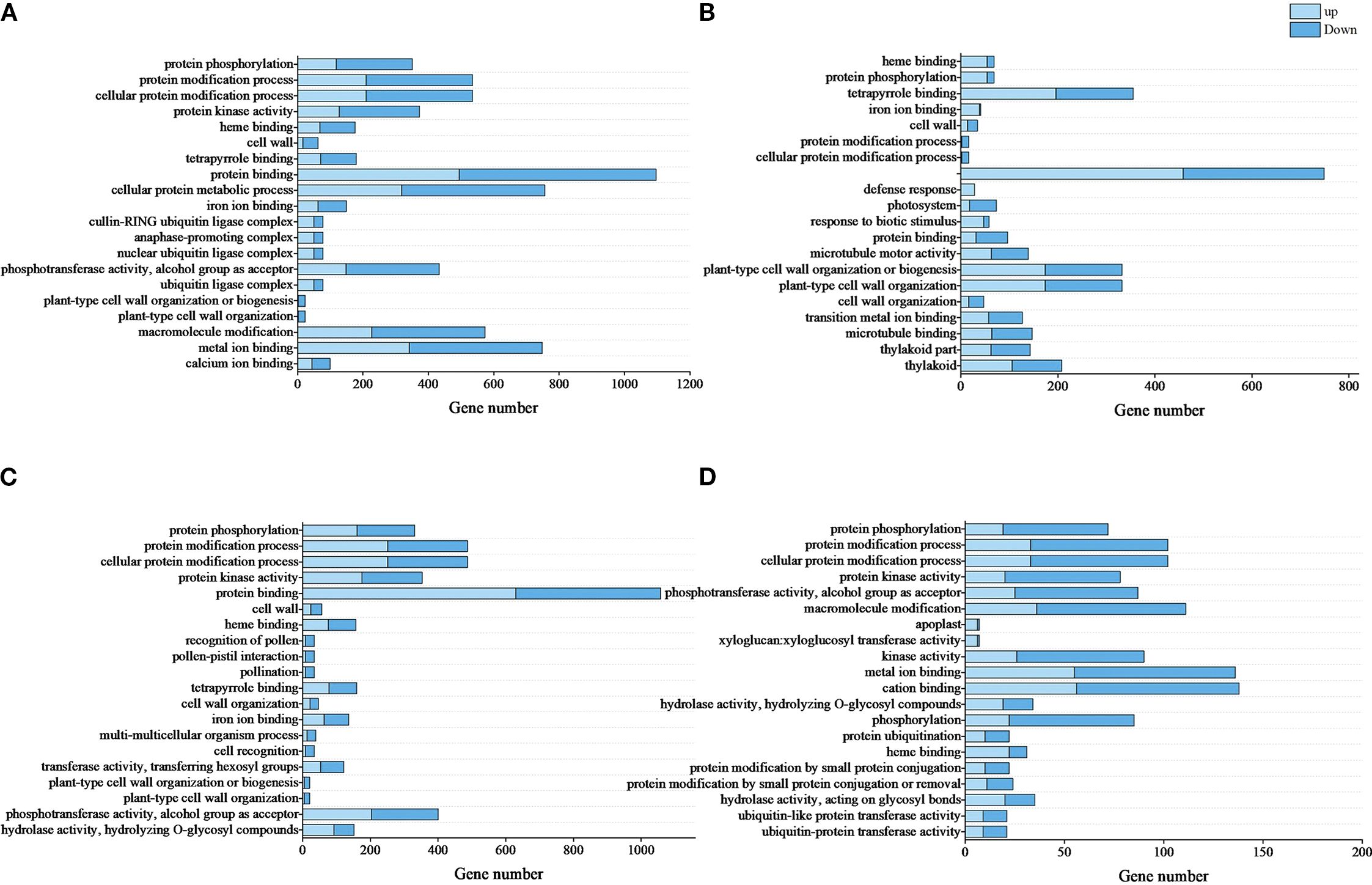 Four horizontal bar charts labeled A, B, C, and D show gene numbers associated with various biological processes. Light blue bars represent “up” regulation, and dark blue bars represent “down” regulation. Each chart lists different biological processes on the y-axis, with gene numbers on the x-axis. The legend differentiates the “up” and “down” categories by color.