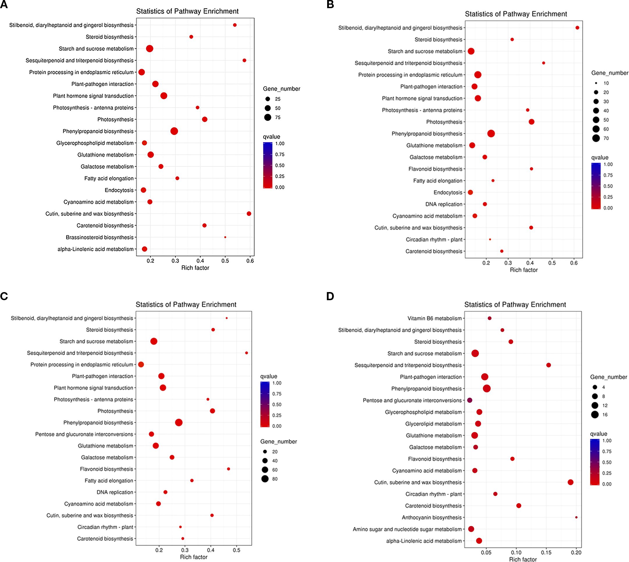 Four scatter plots labeled A, B, C, and D display pathway enrichment statistics. Each plot shows pathways on the y-axis and rich factor on the x-axis, with bubble size representing gene number and color indicating q-value. Red signifies lower q-values, while blue indicates higher ones. Common pathways include steroid biosynthesis and starch metabolism, with variations in pathway prominence and gene numbers across plots.