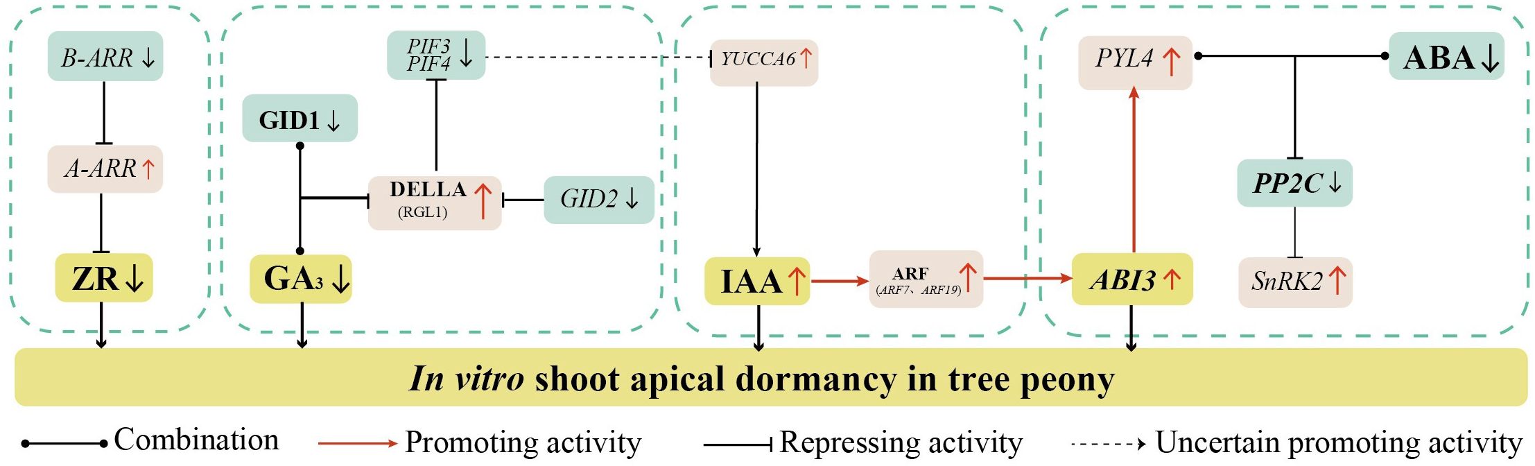 Diagram illustrating the regulatory pathways involved in shoot apical dormancy in tree peony. It includes interactions among cytokinin (ZR), gibberellin (GA3), and abscisic acid (ABA) pathways, with promoting, repressing, and uncertain promoting activities indicated. Specific genes and proteins such as B-ARR, A-ARR, GID1, PIF3, YUCCA6, PYL4, and others are shown, with arrows indicating interactions.