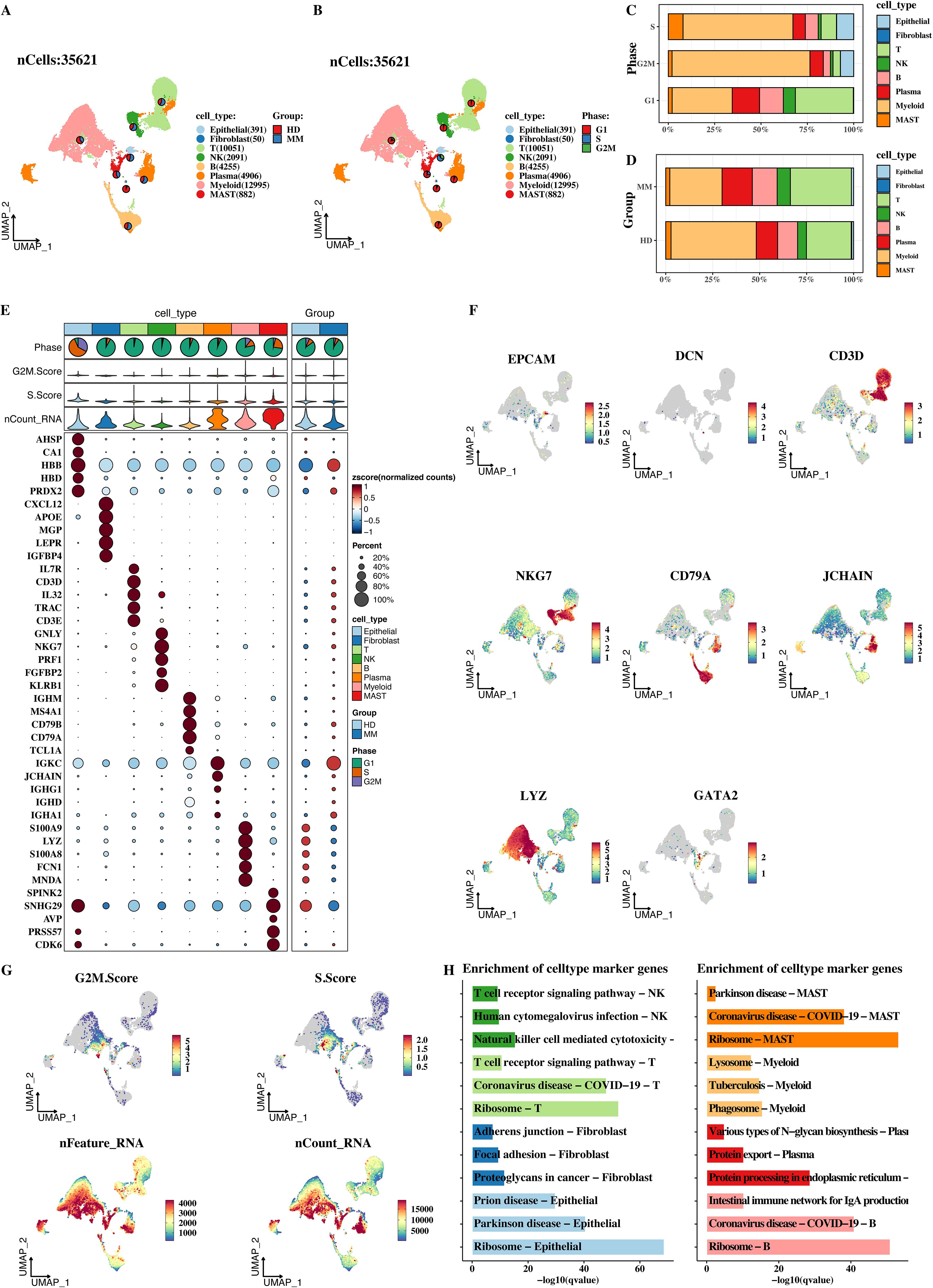 A set of graphics shows various data visualizations from a scientific study. Panels A and B have UMAP plots depicting cell types and phases in different groups. Panels C and D display bar charts for cell phases and types. Panel E features a dot plot illustrating gene expression across cell types, groups, and phases. Panel F includes UMAP plots for specific gene expressions like EPCAM and NKG7. Panel G provides UMAP plots with scores and RNA features. Panel H shows bar charts for enrichment of cell type marker genes related to diseases and pathways.