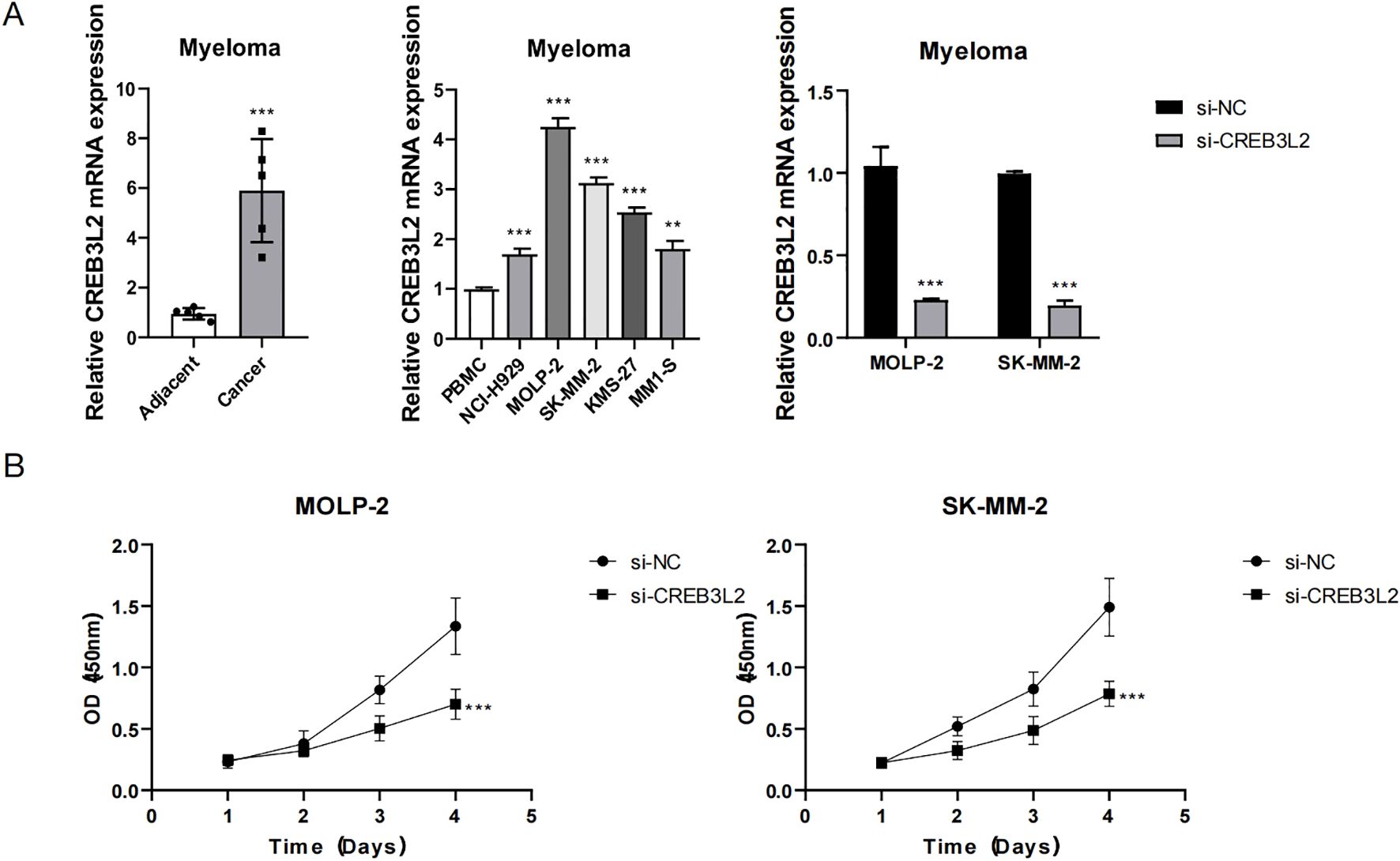 Panel A shows bar graphs of relative CREB3L2 mRNA expression. The first graph compares expression in adjacent tissue versus cancer. The second graph displays expression across different cell lines: PBMC, NCI-H929, MOLP-2, SK-MM-2, KMS-27, MM1-S. The third compares MOLP-2 and SK-MM-2 under si-NC and si-CREB3L2 treatments. Panel B presents line charts of cell viability over time in MOLP-2 and SK-MM-2 cells, comparing si-NC and si-CREB3L2. Significant differences are marked with asterisks.