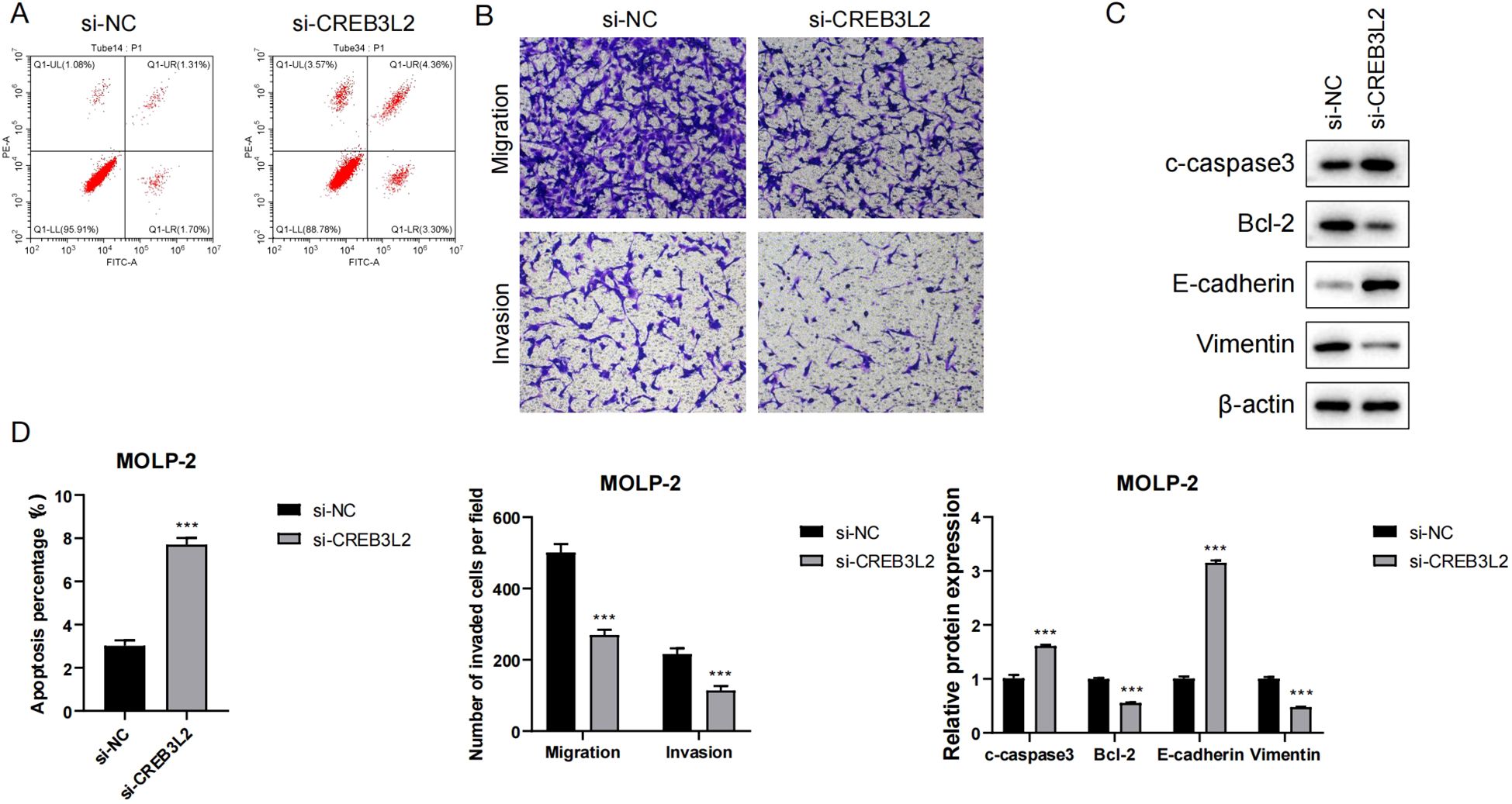 Flow cytometry analysis (A), migration and invasion assays (B), Western blot (C), and bar graphs (D) comparing si-NC and si-CREB3L2 treatments. Panels show apoptosis percentage, cell migration and invasion, and protein expression levels such as c-caspase3, Bcl-2, E-cadherin, and Vimentin. Significant differences are indicated.