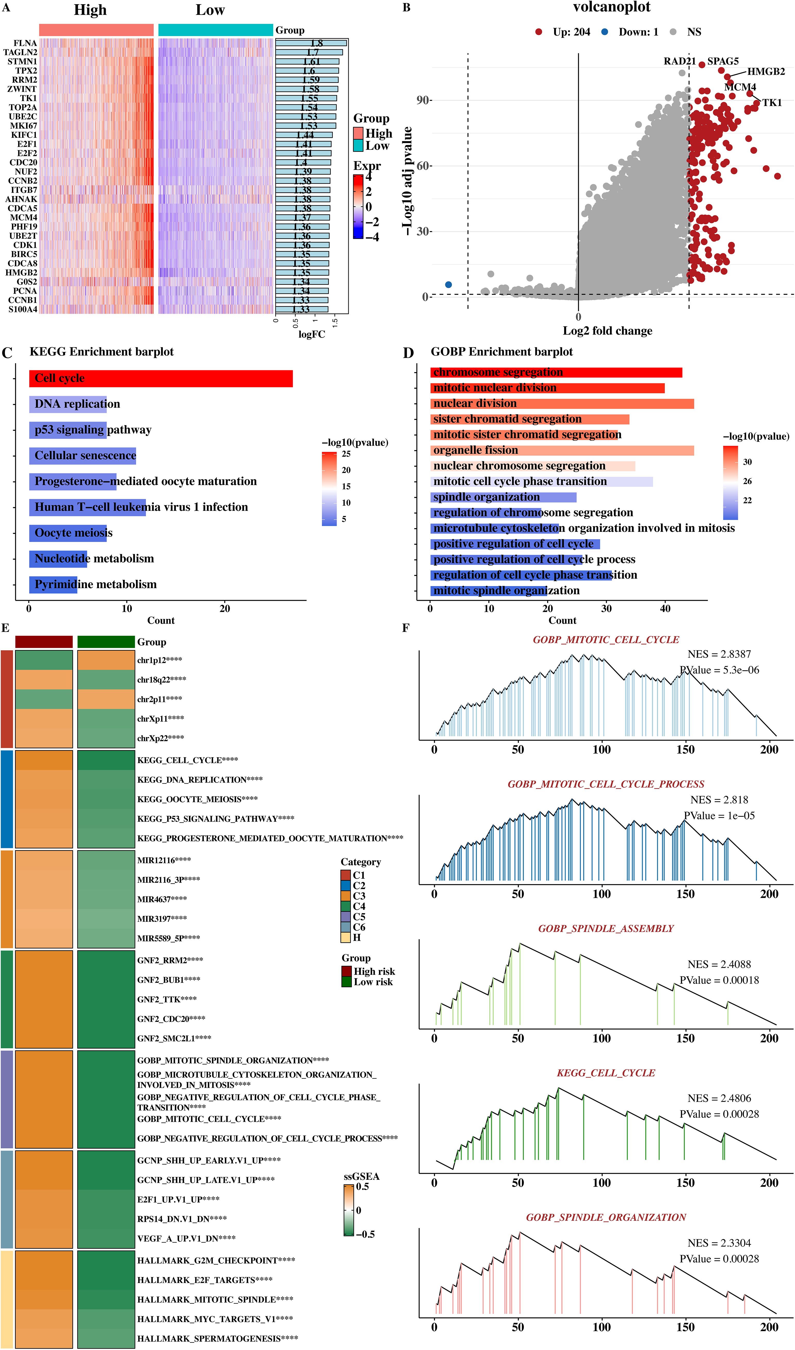 Heatmap, volcano plot, bar plots, and enrichment plots display gene expression and pathway analysis results. Panel A shows a heatmap of gene expression levels grouped into high and low. Panel B illustrates a volcano plot with significant gene expressions. Panels C and D present KEGG and GOBP enrichment bar plots, highlighting significant pathways. Panel E categorizes data by chromosome and pathway. Panel F displays enrichment line plots for pathways like “mitotic cell cycle” and “spindle assembly,” with normalized enrichment scores (NES) and p-values noted.
